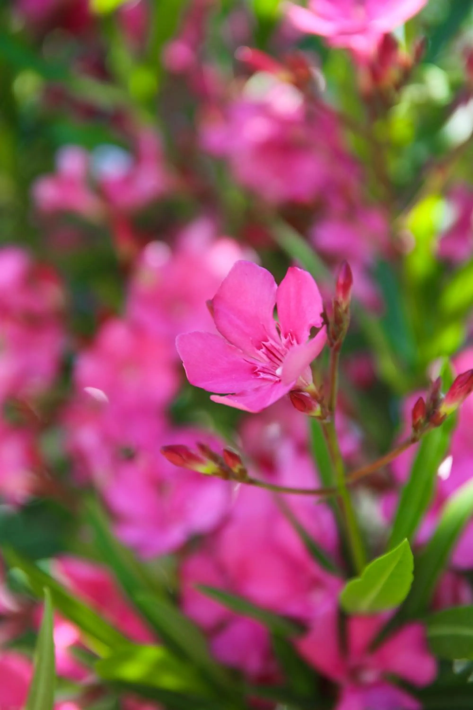 Garden in Hotel Due Mari & SPA