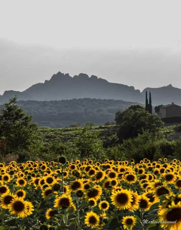 Natural landscape in Chambres d'Hôtes Aux Tournesols