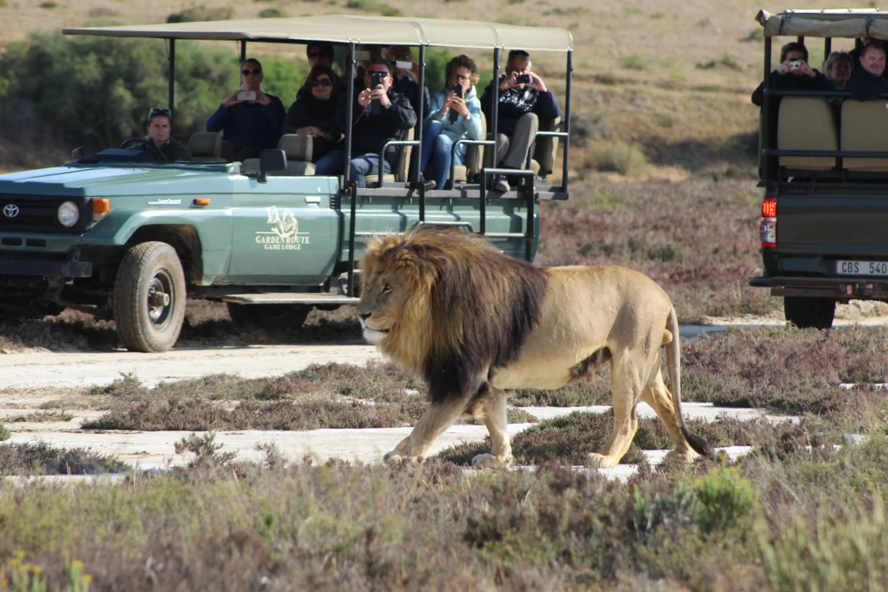 Animals in Garden Route Game Lodge