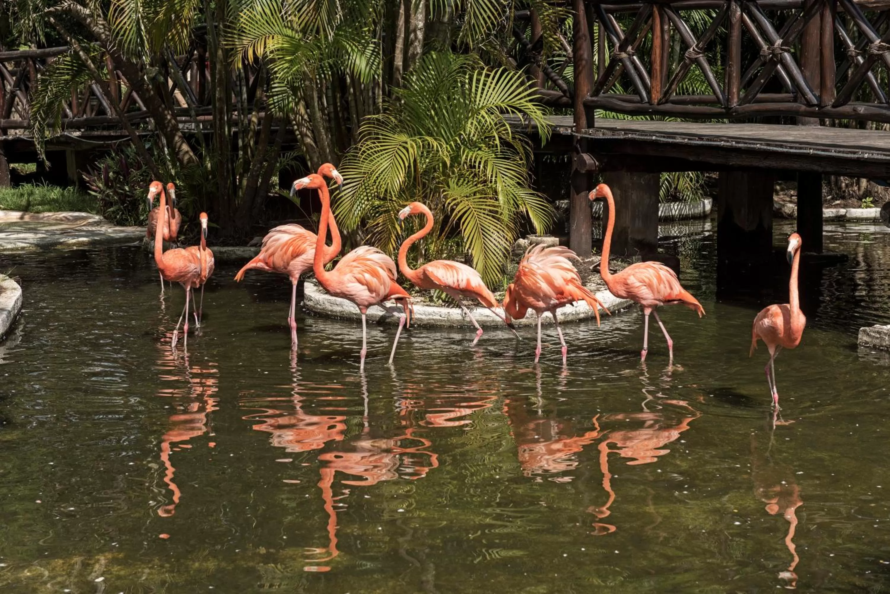 Garden in Iberostar Waves Cozumel - All Inclusive