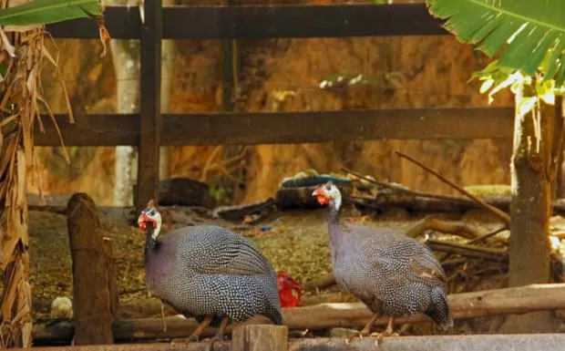 Animals in Pousada Jovimar