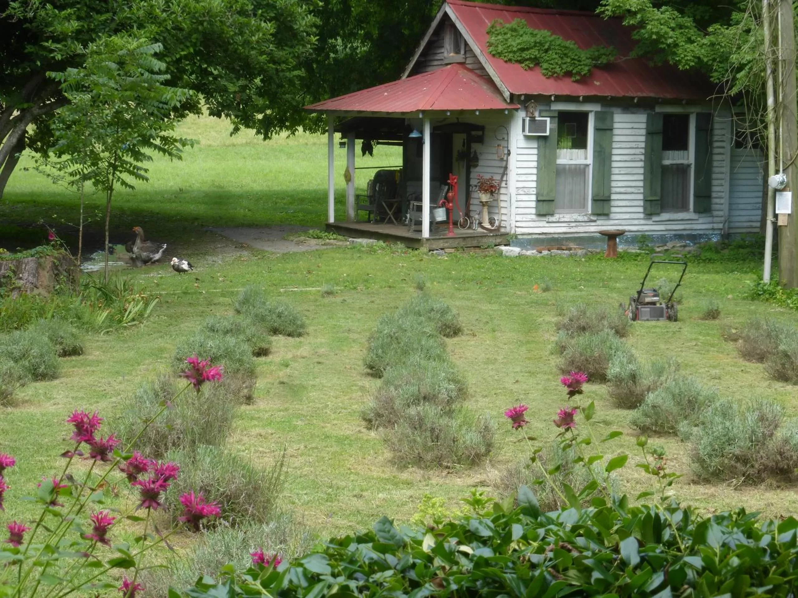 Property building in Mulberry Lavender Farm and B&B