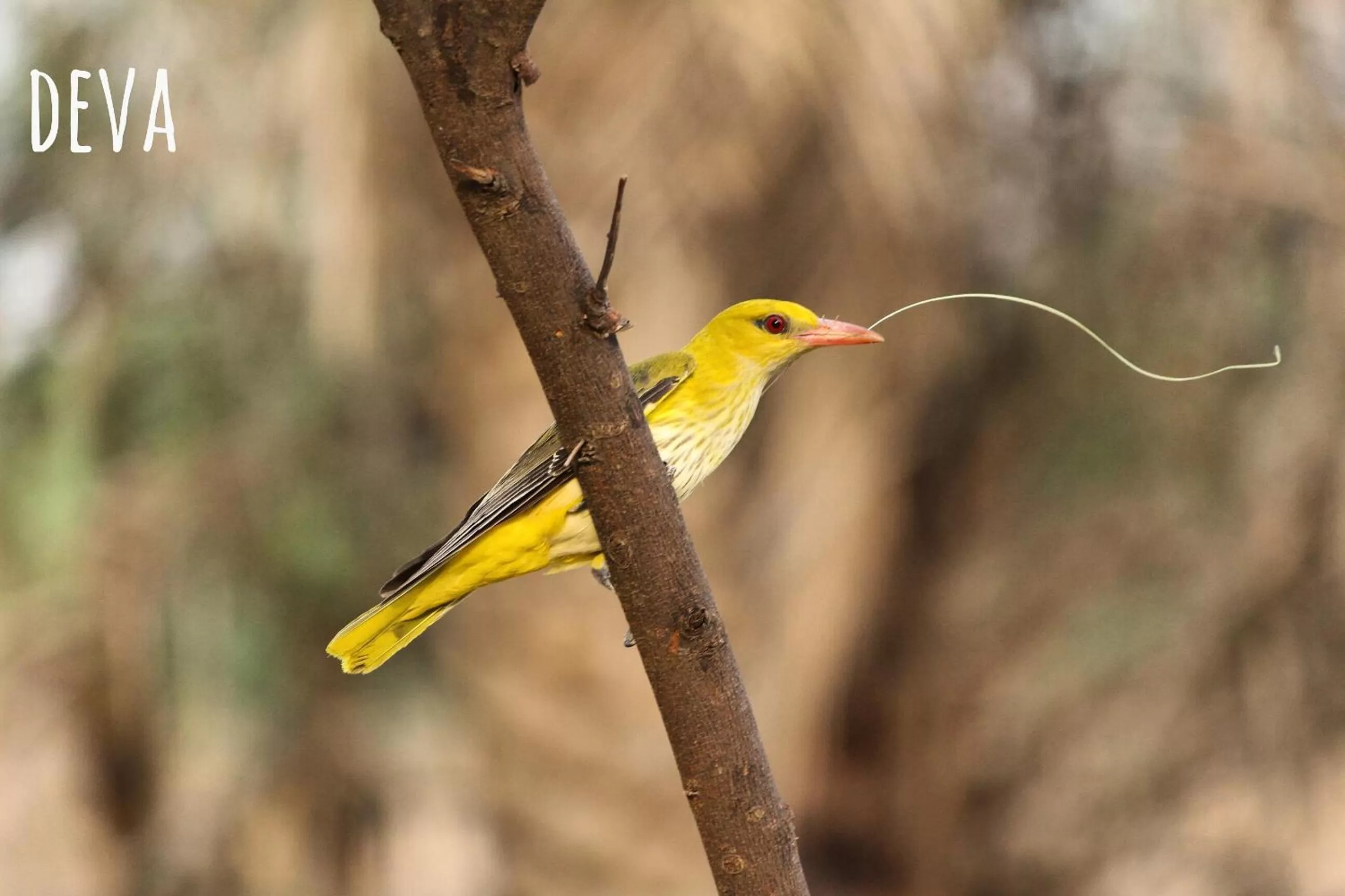 Other Animals in Ramgarh Lodge, Jaipur – IHCL SeleQtions