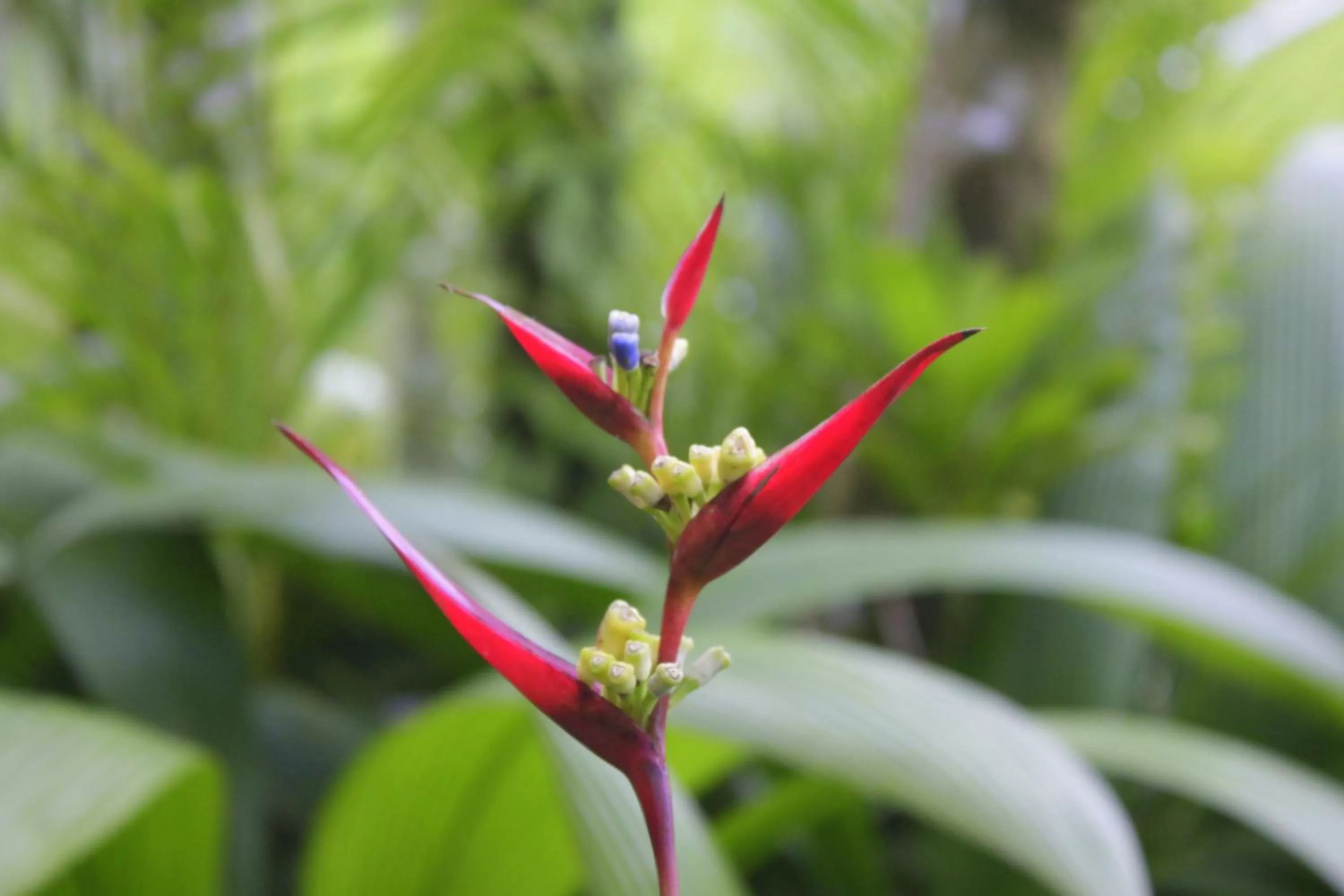 Garden in Loma Real Hot Springs Bed & Breakfast