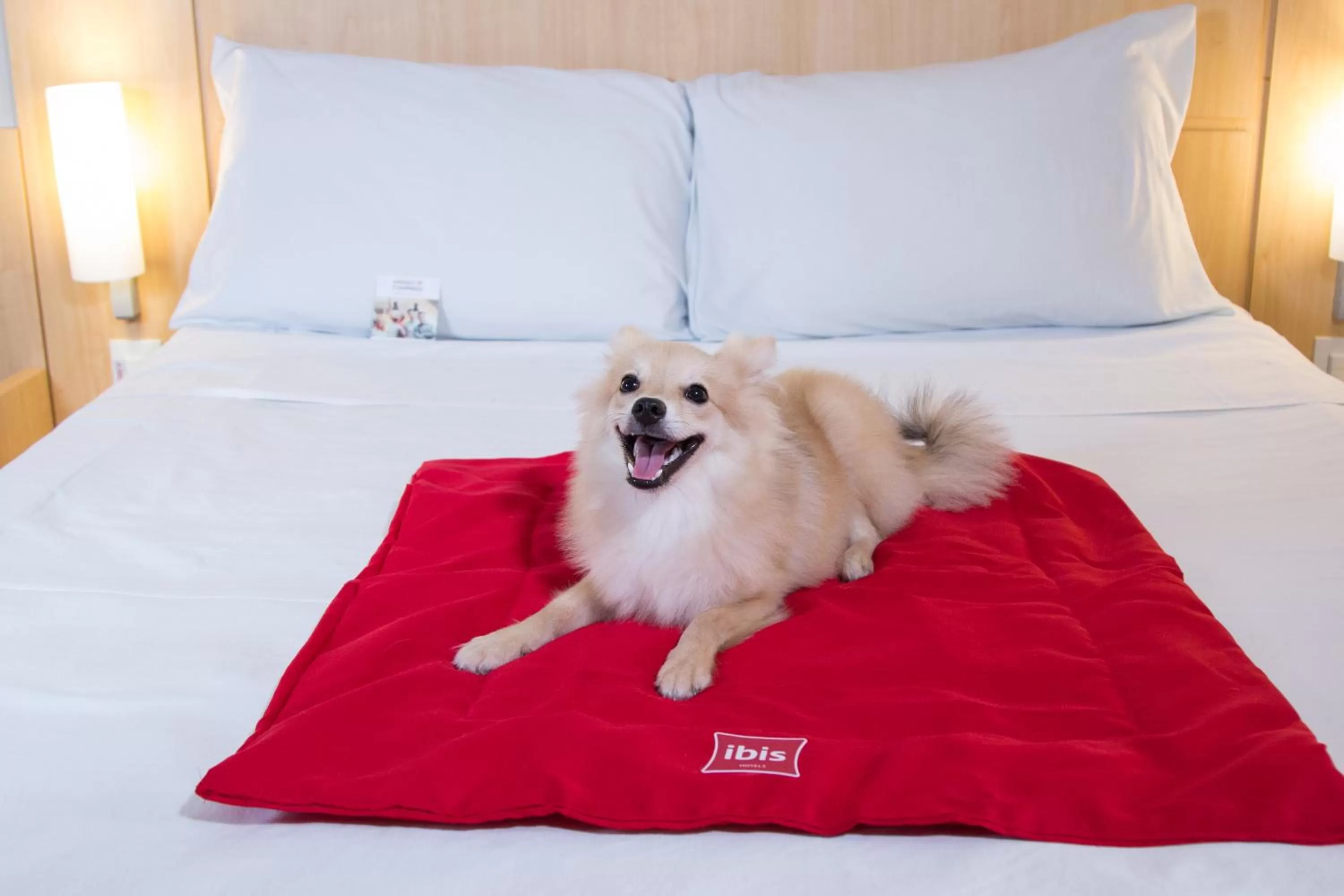 Pets, Bed in ibis Maceio Pajuçara