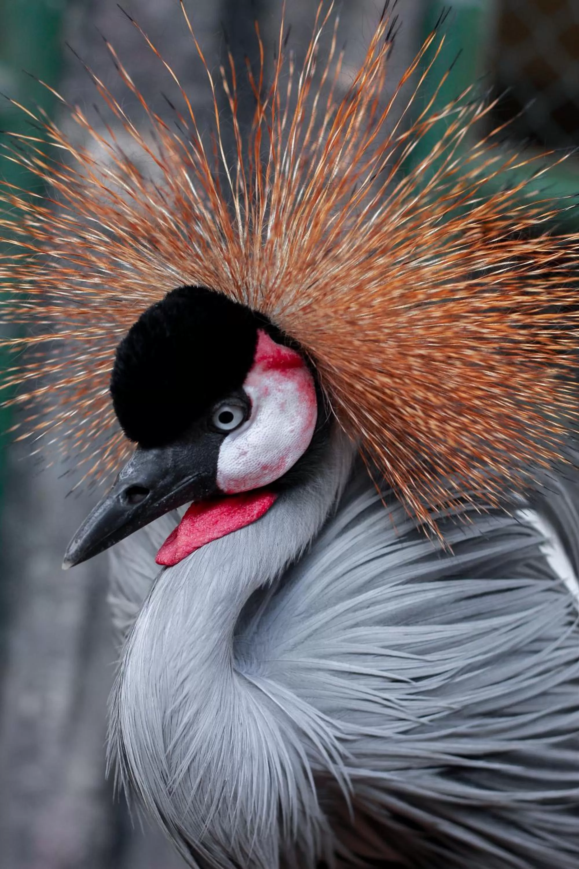 Other Animals in Pousada Sol e Mar