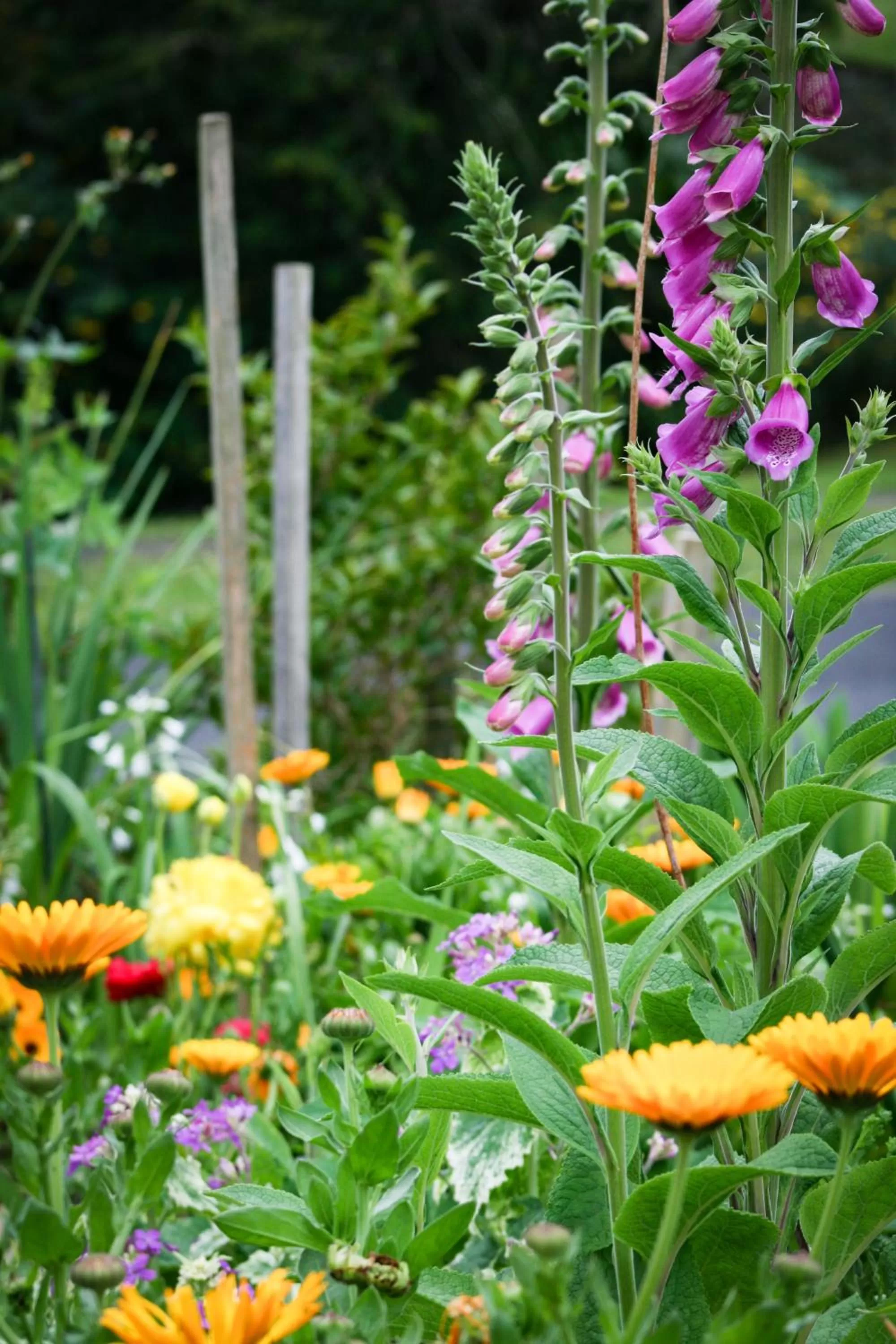 Garden in Paeroa bed and breakfast