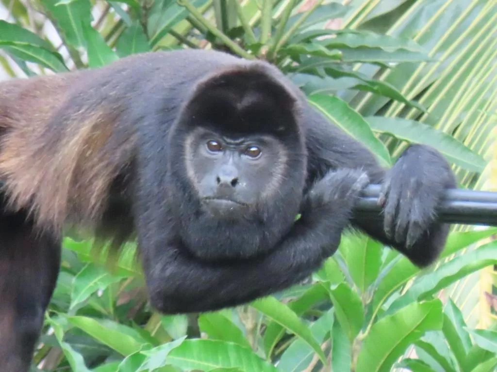 Animals in Sand Dollar Beach Bed & Breakfast
