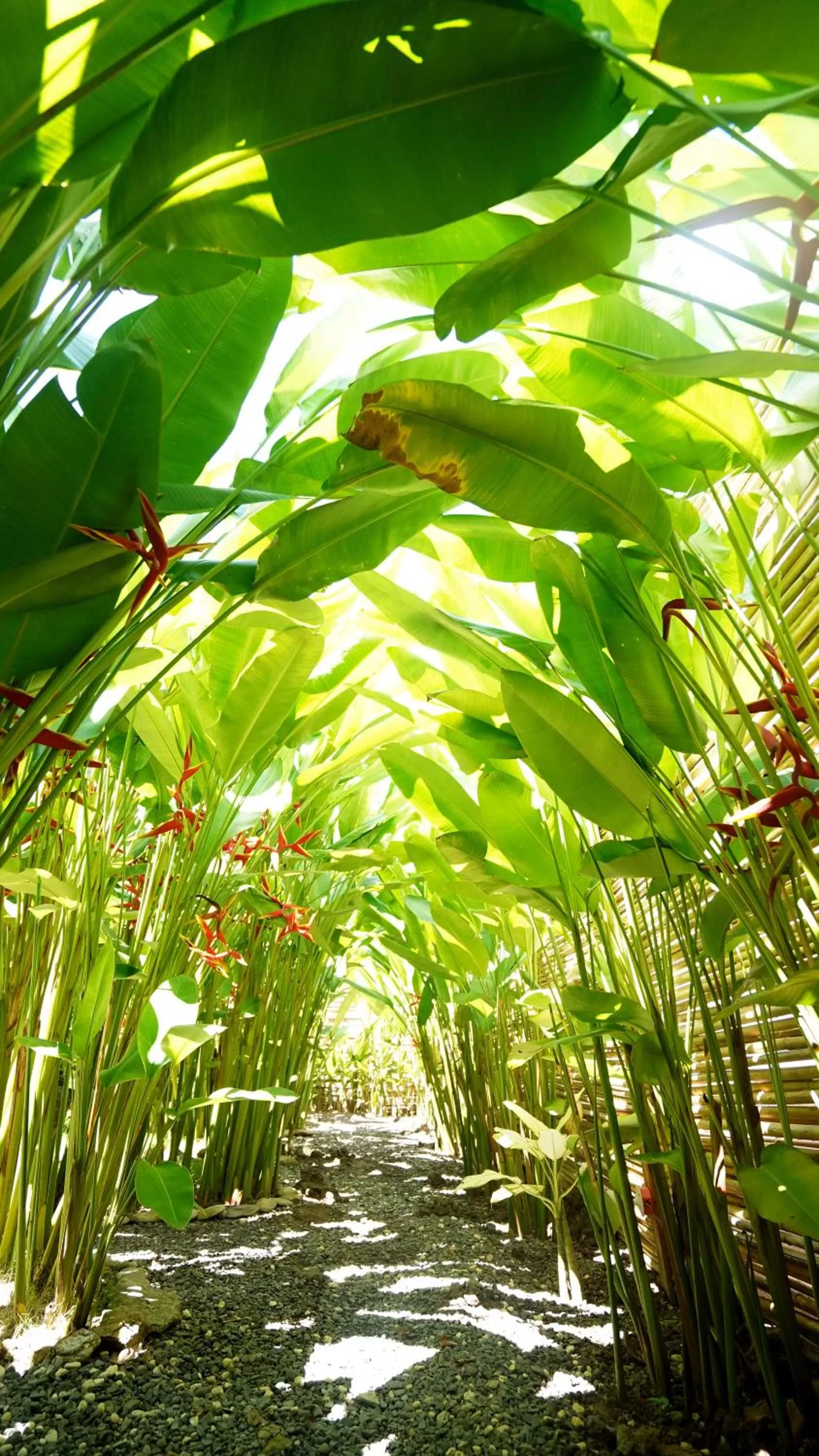 Garden view in Focus Rooms
