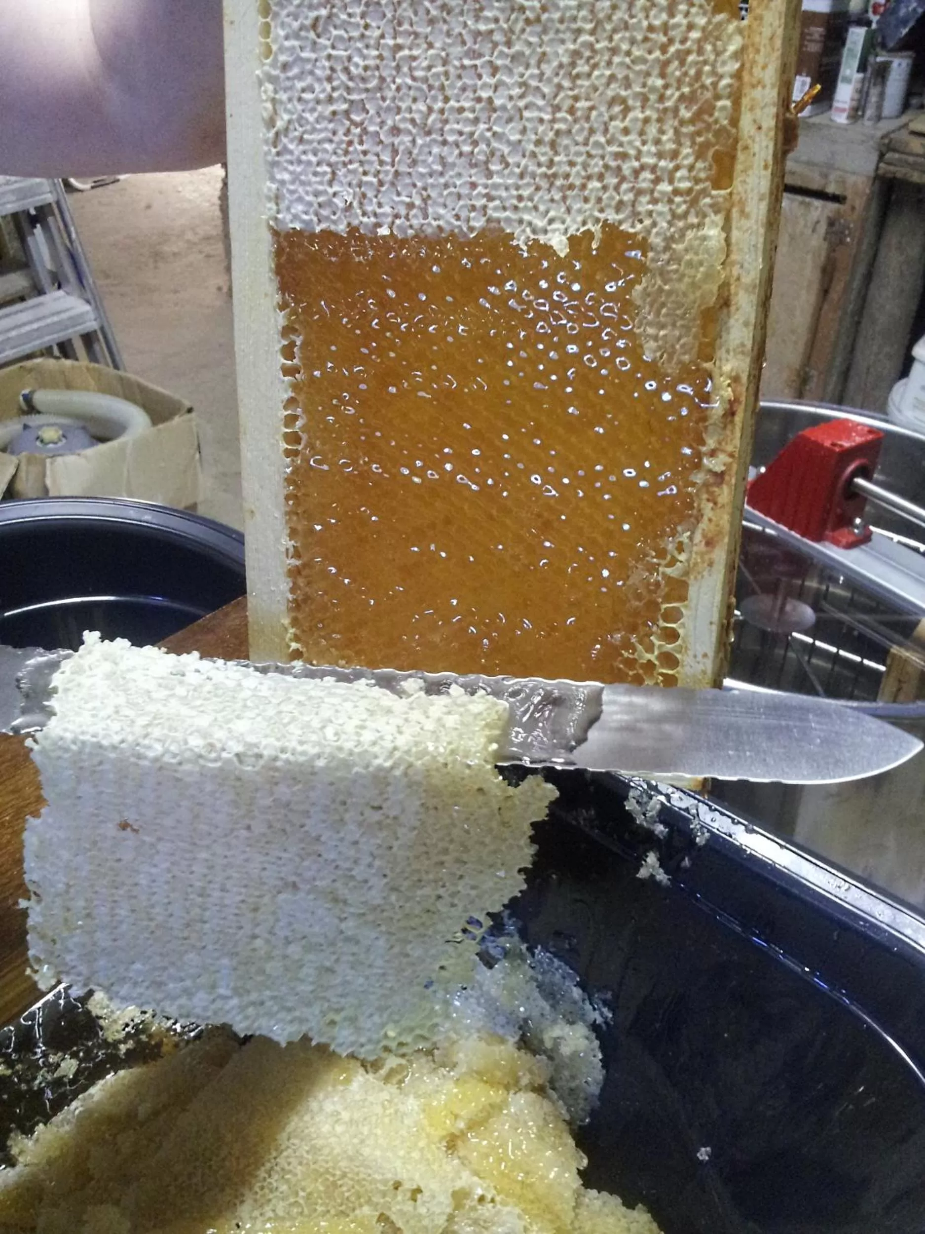 Activities in 13 Bees