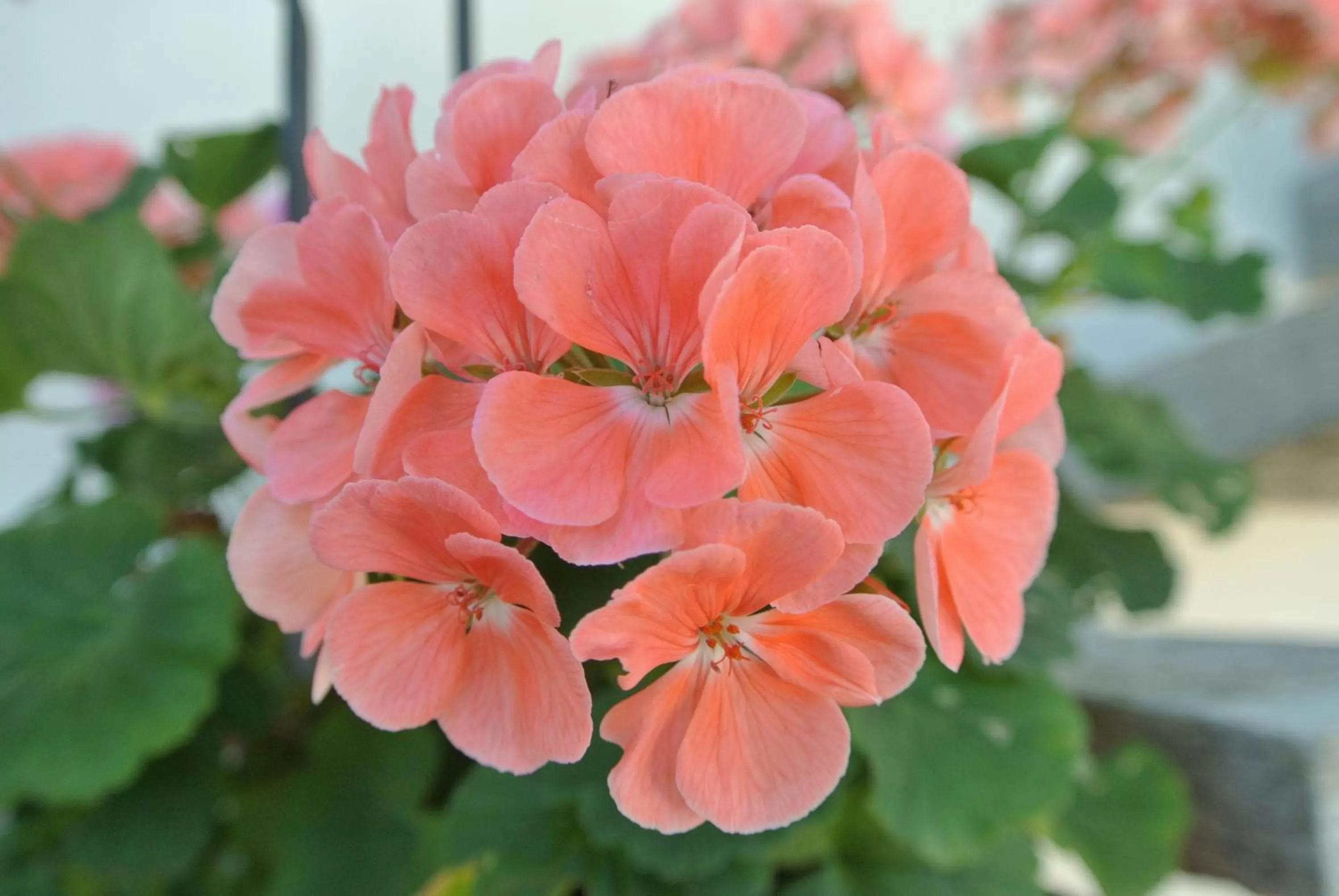 Garden in campagnoli