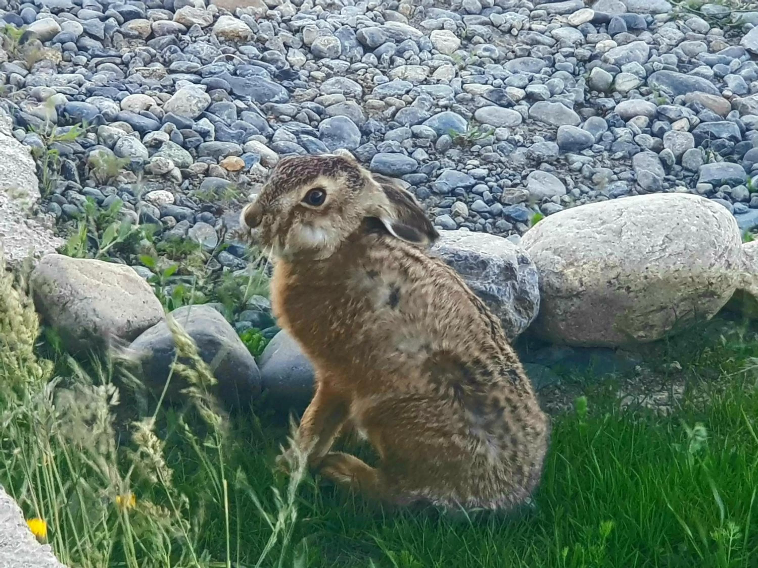 Animals in Hotel Casa Verde