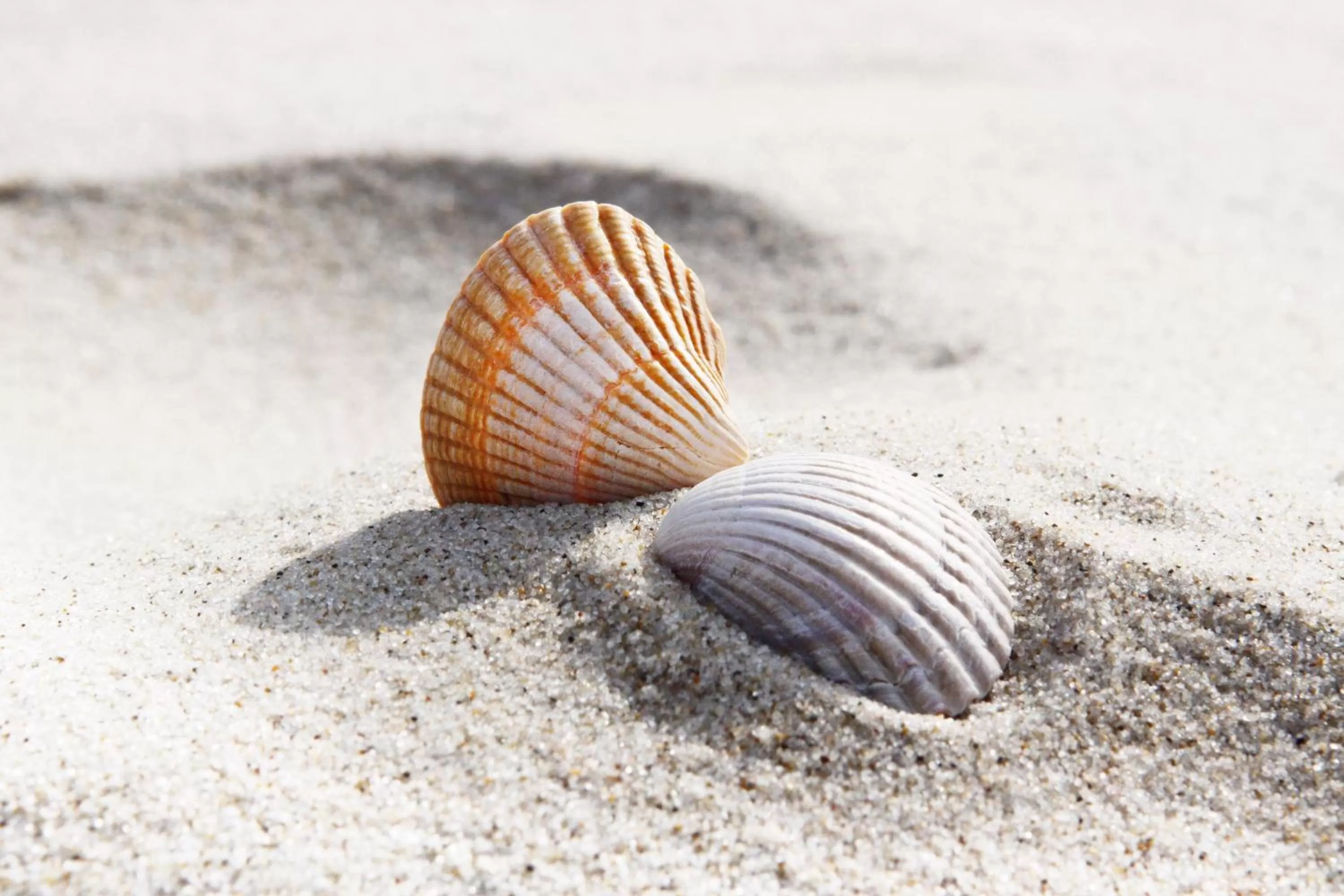 Location, Beach in B&B Vloedlijn Texel