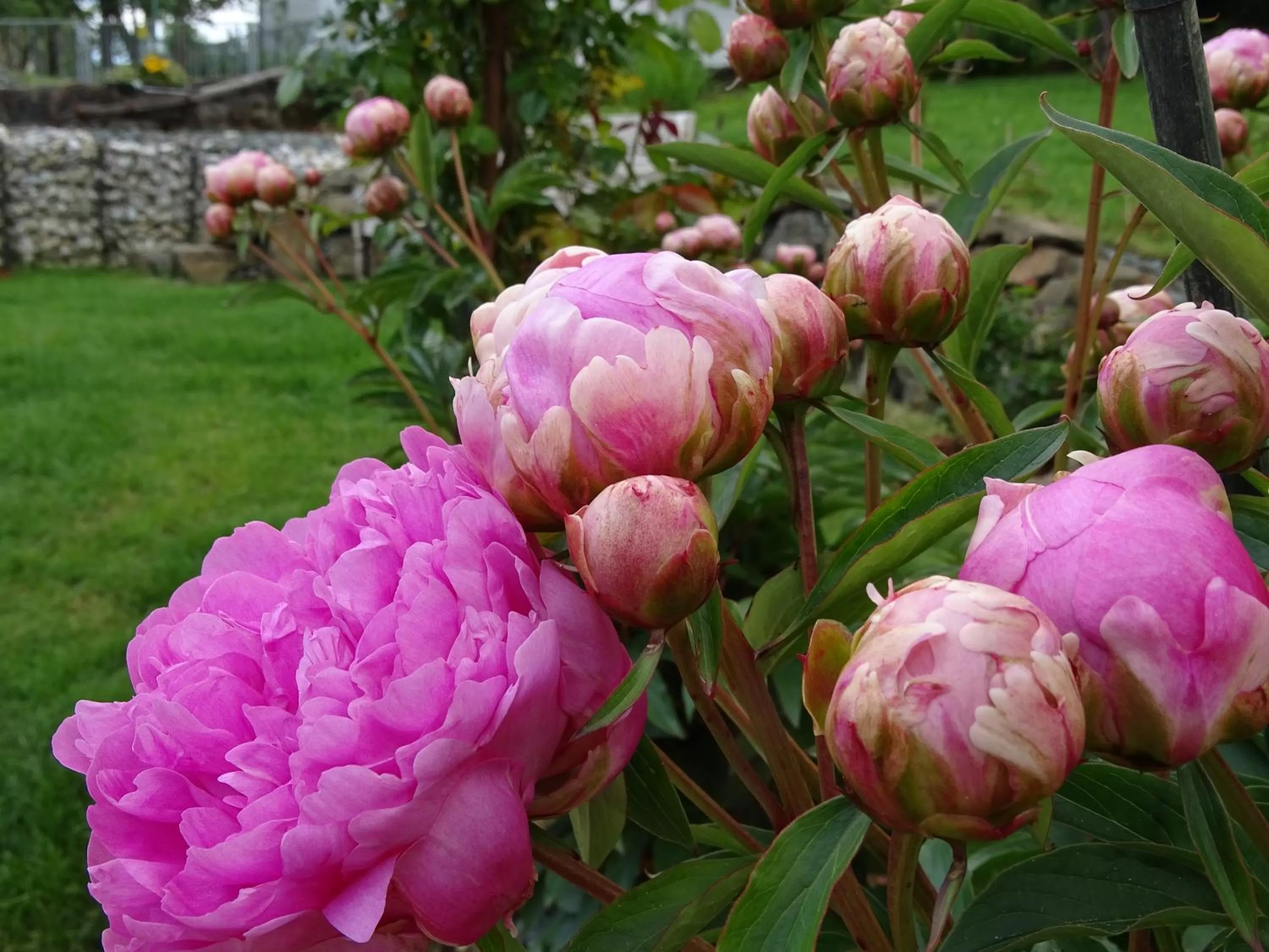 Garden in Bed and Breakfast Mittelkärnten