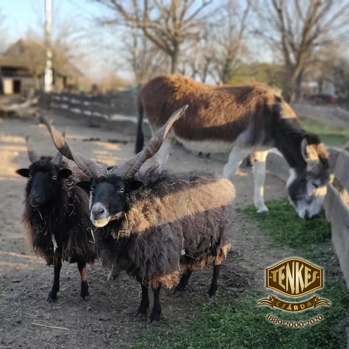 Pets, Other Animals in Tenkes Fogadó és Vendégház Harkány