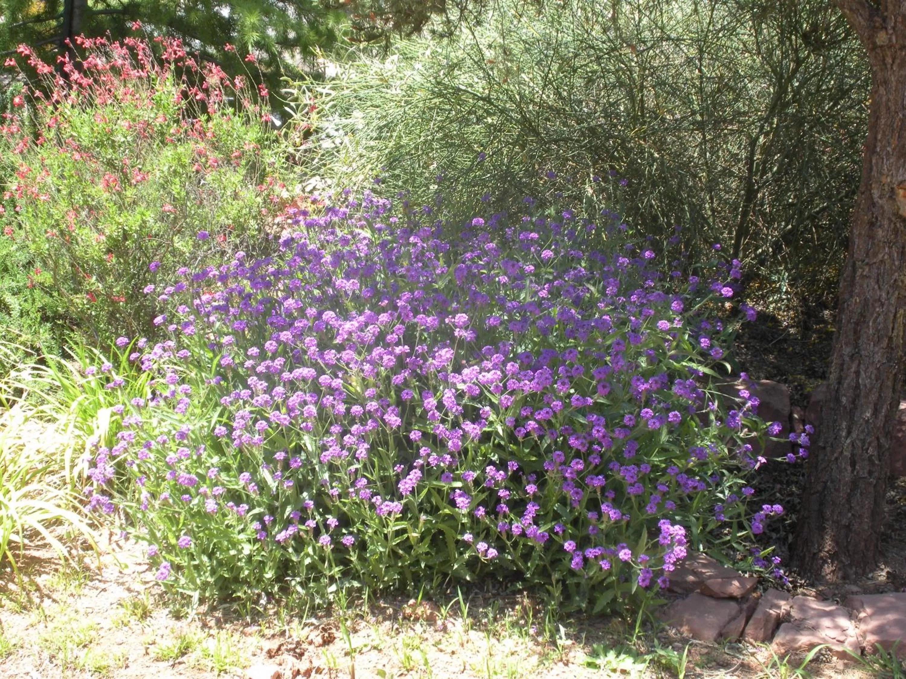 Garden in Alma De Sedona Inn B&B