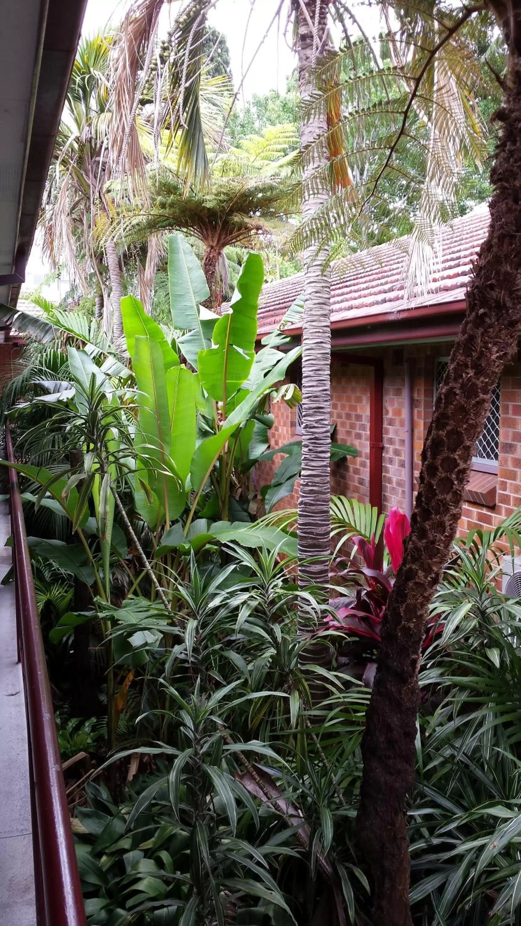 Garden in The Palms Motel- Formerly Flinders Motel