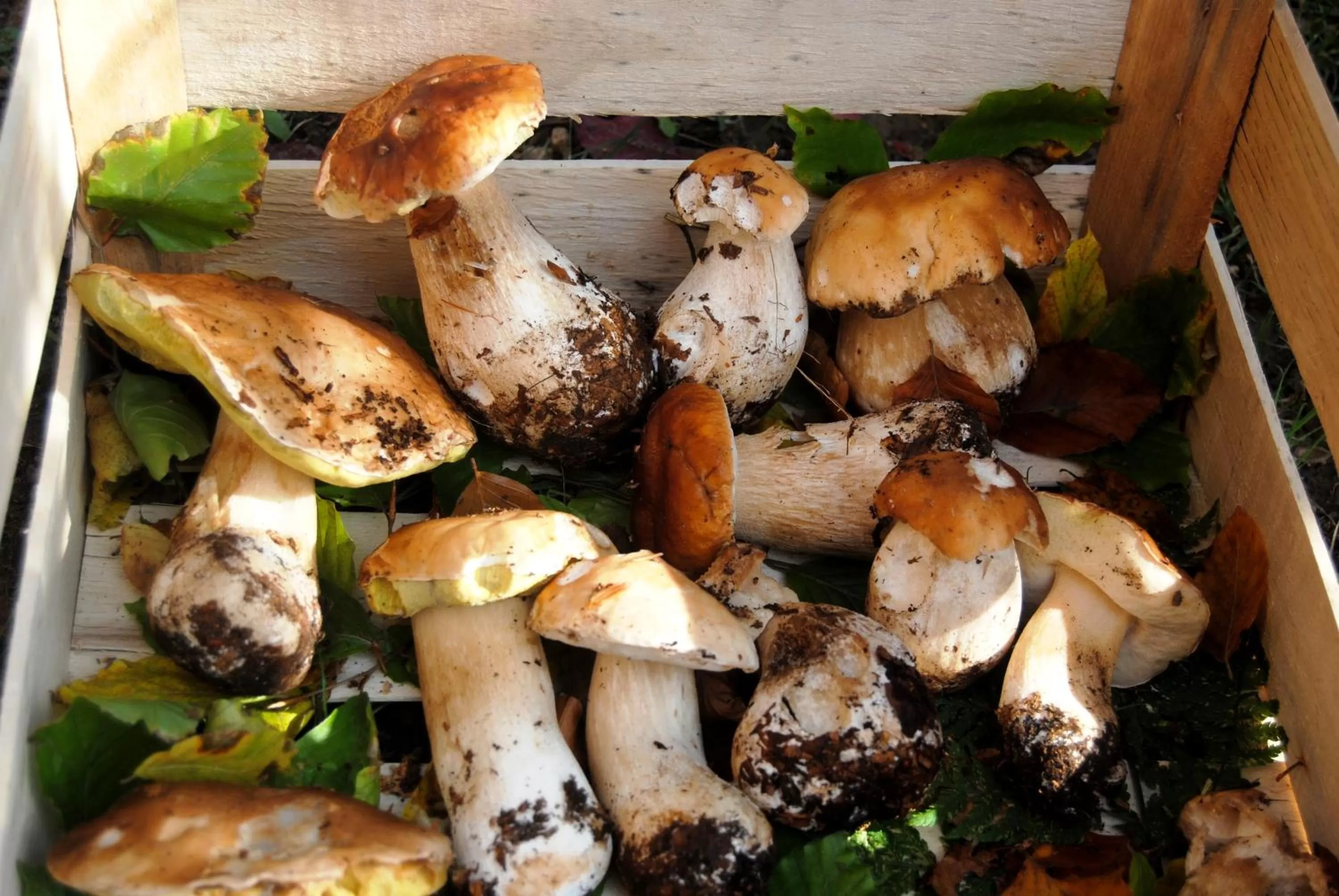 Food and drinks in Albergo Il Sicomoro