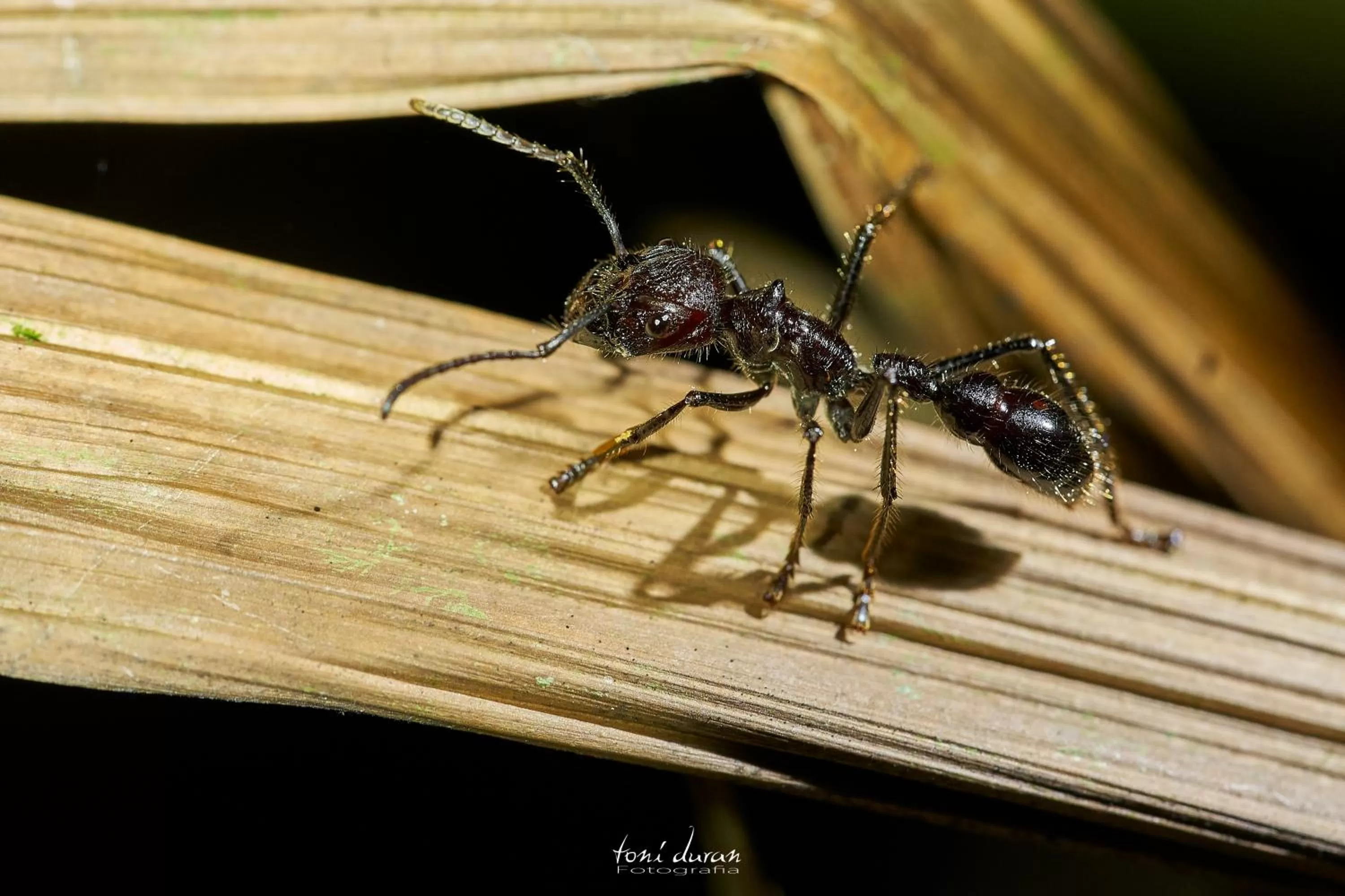 Birds & Breakfast Costa Rica