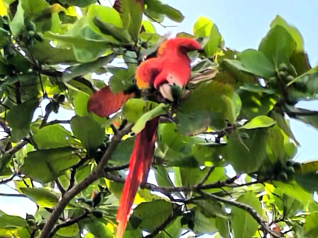 Patio, Other Animals in Hotel Catappa