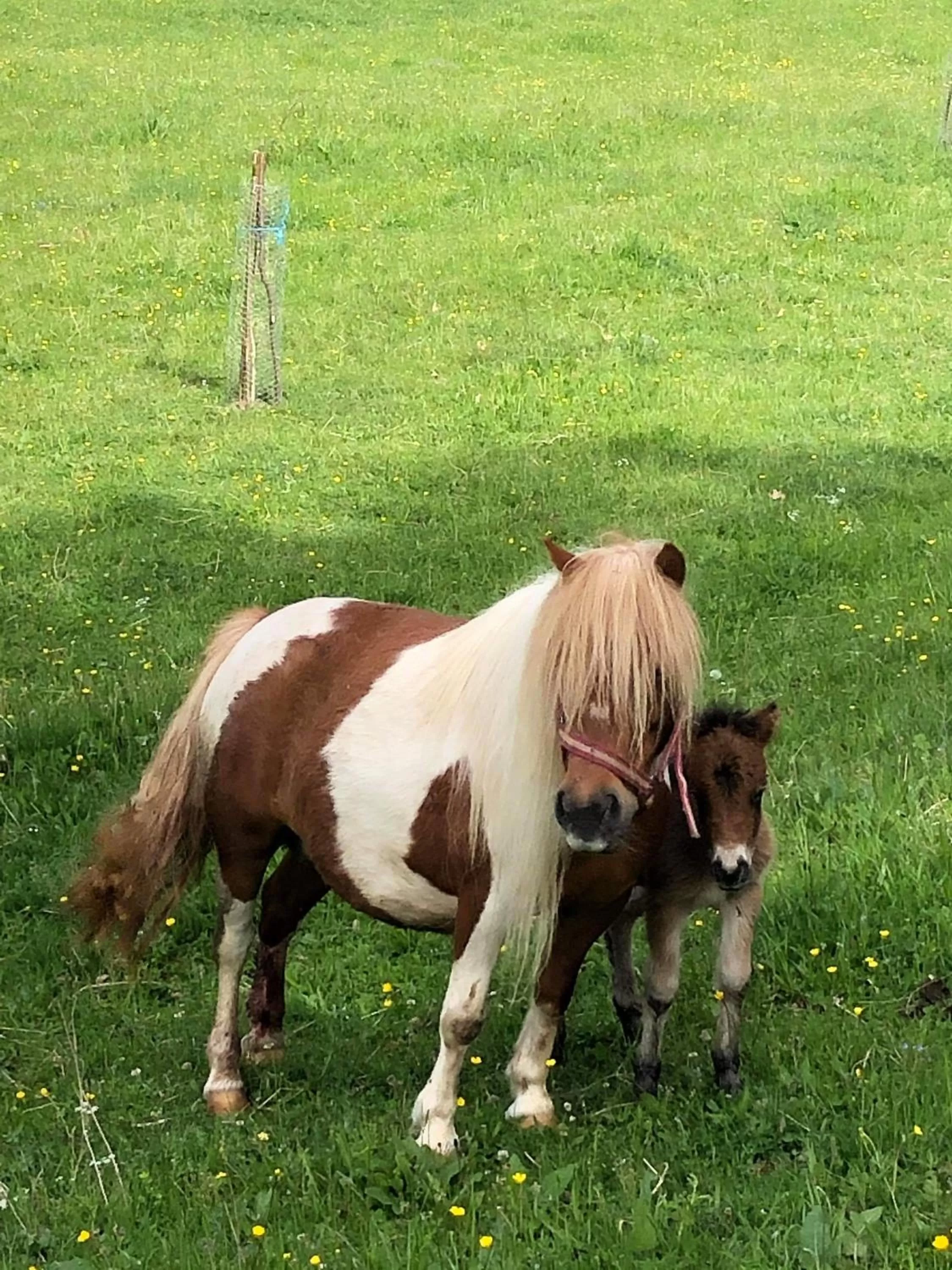 Day in Pensiunea SilvAnka