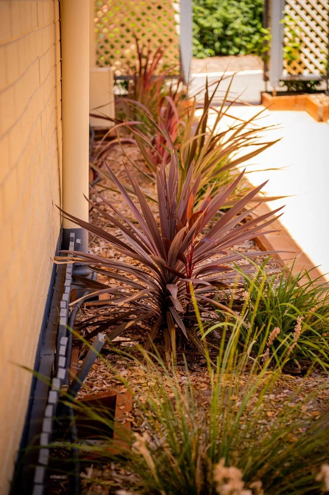 Garden in Pete's Place Roma