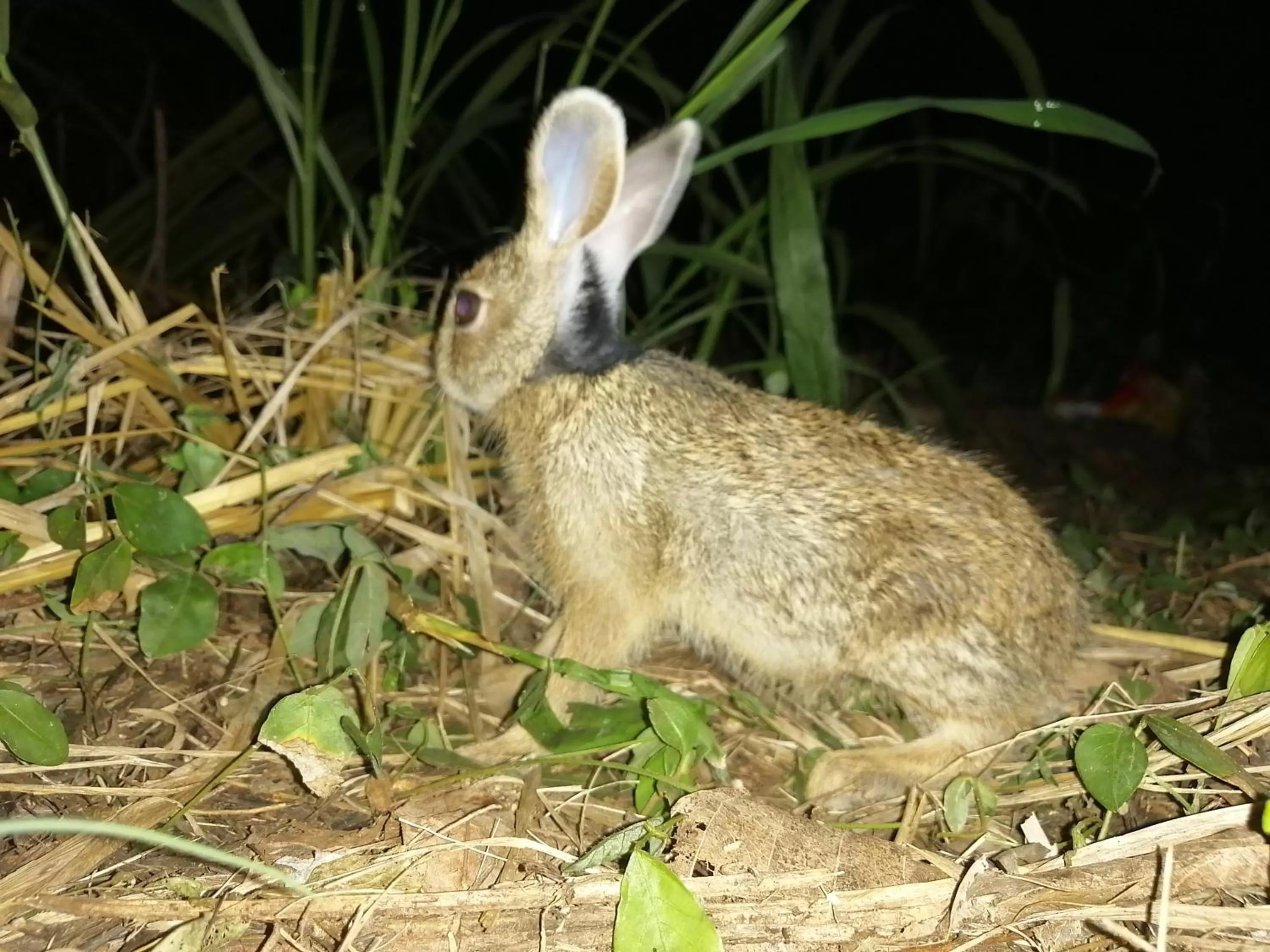 Other Animals in Green Cottage