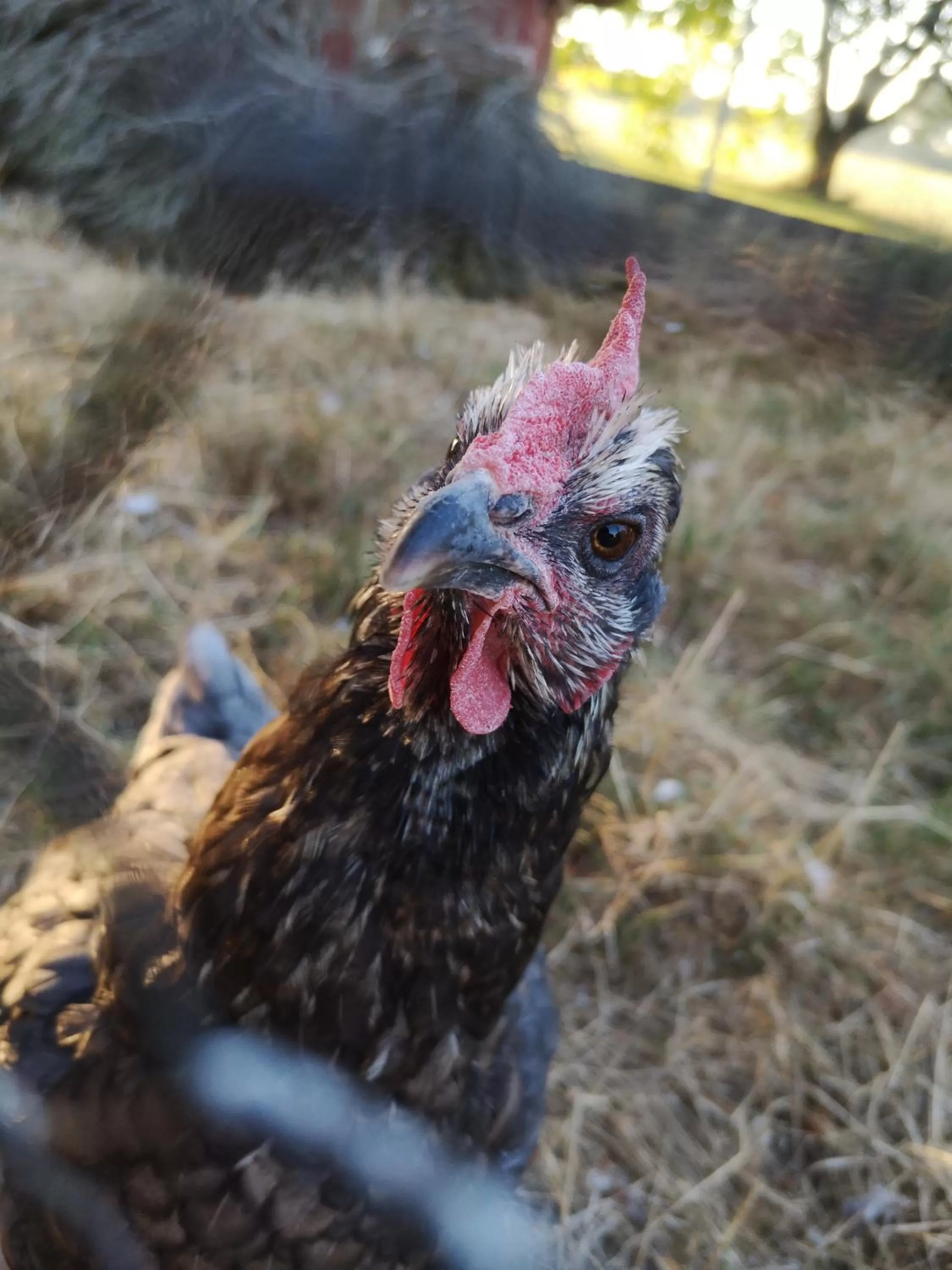 Animals in Domaine de la Borde