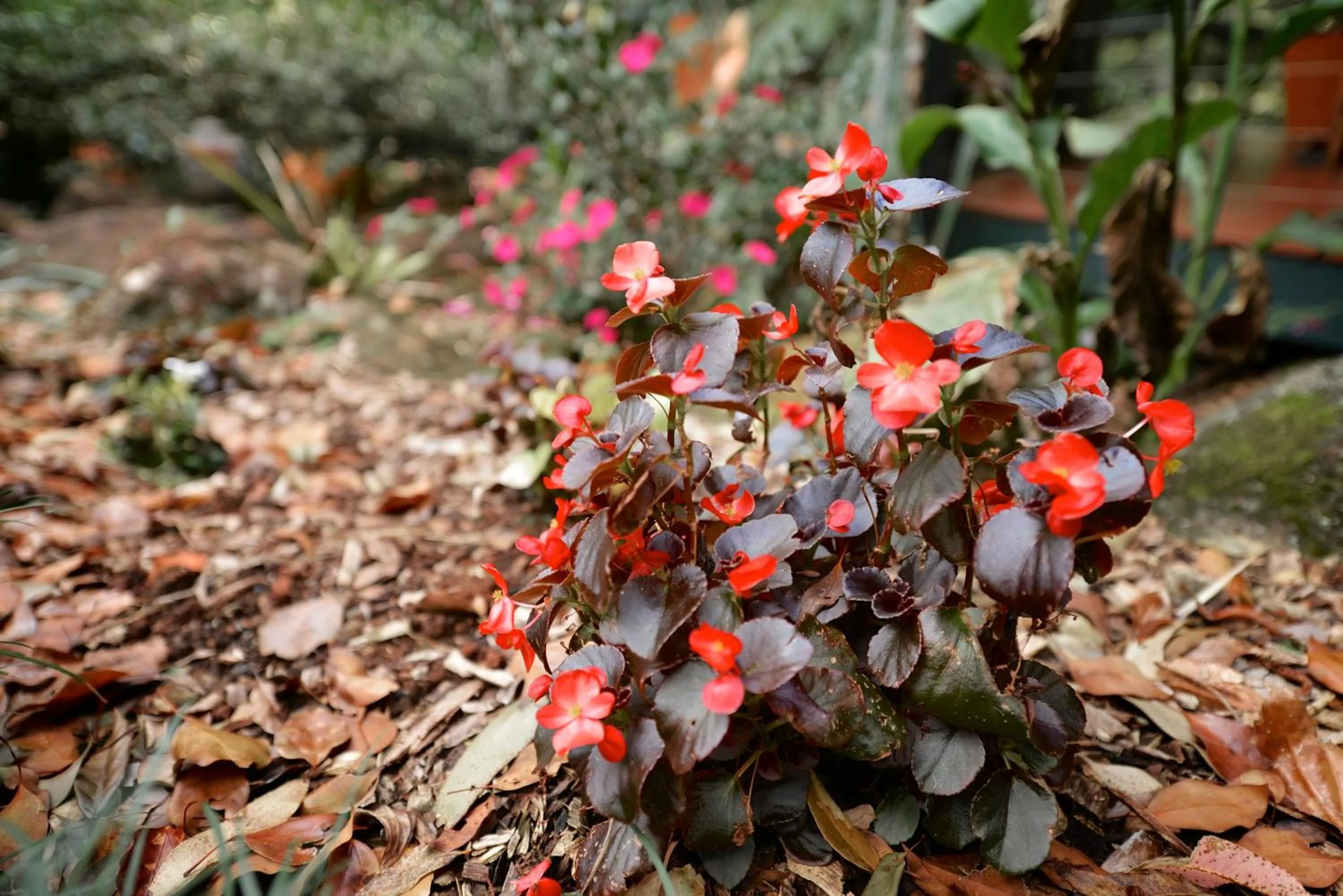 Garden in Escarpment Retreat & Day Spa for Couples