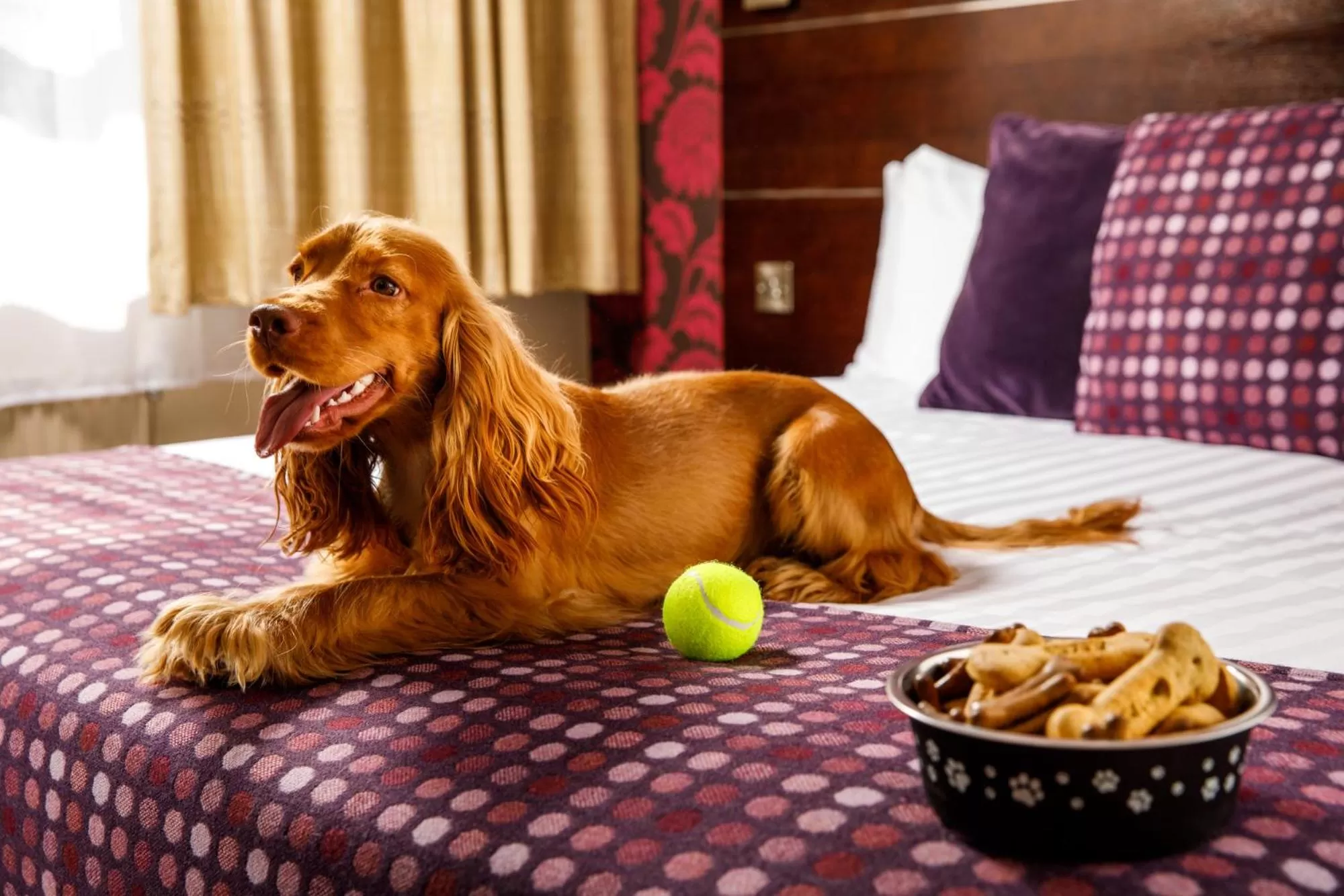 Pets in Mercure Bolton Georgian House Hotel