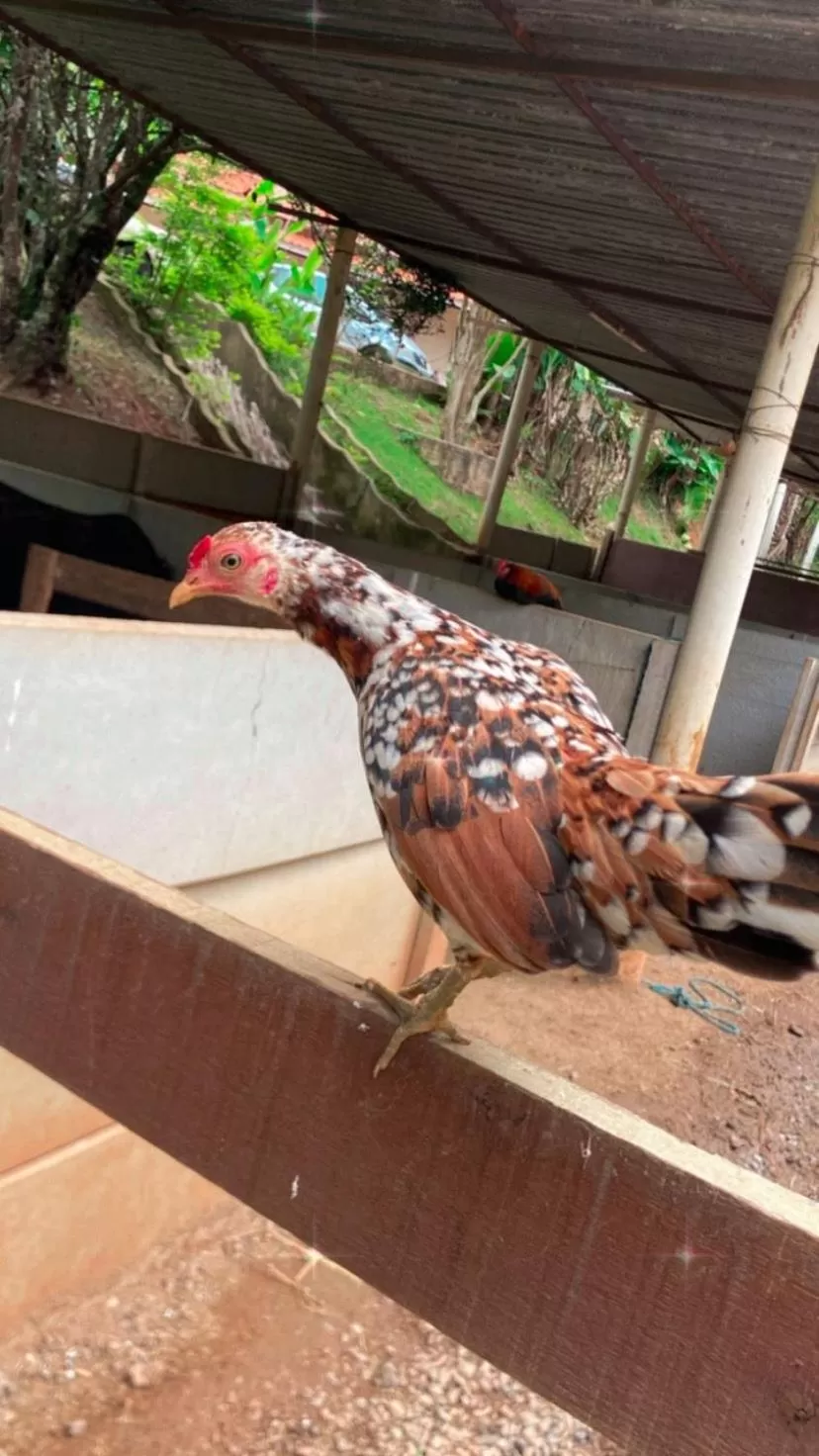 Other Animals in Pousada Atibaia