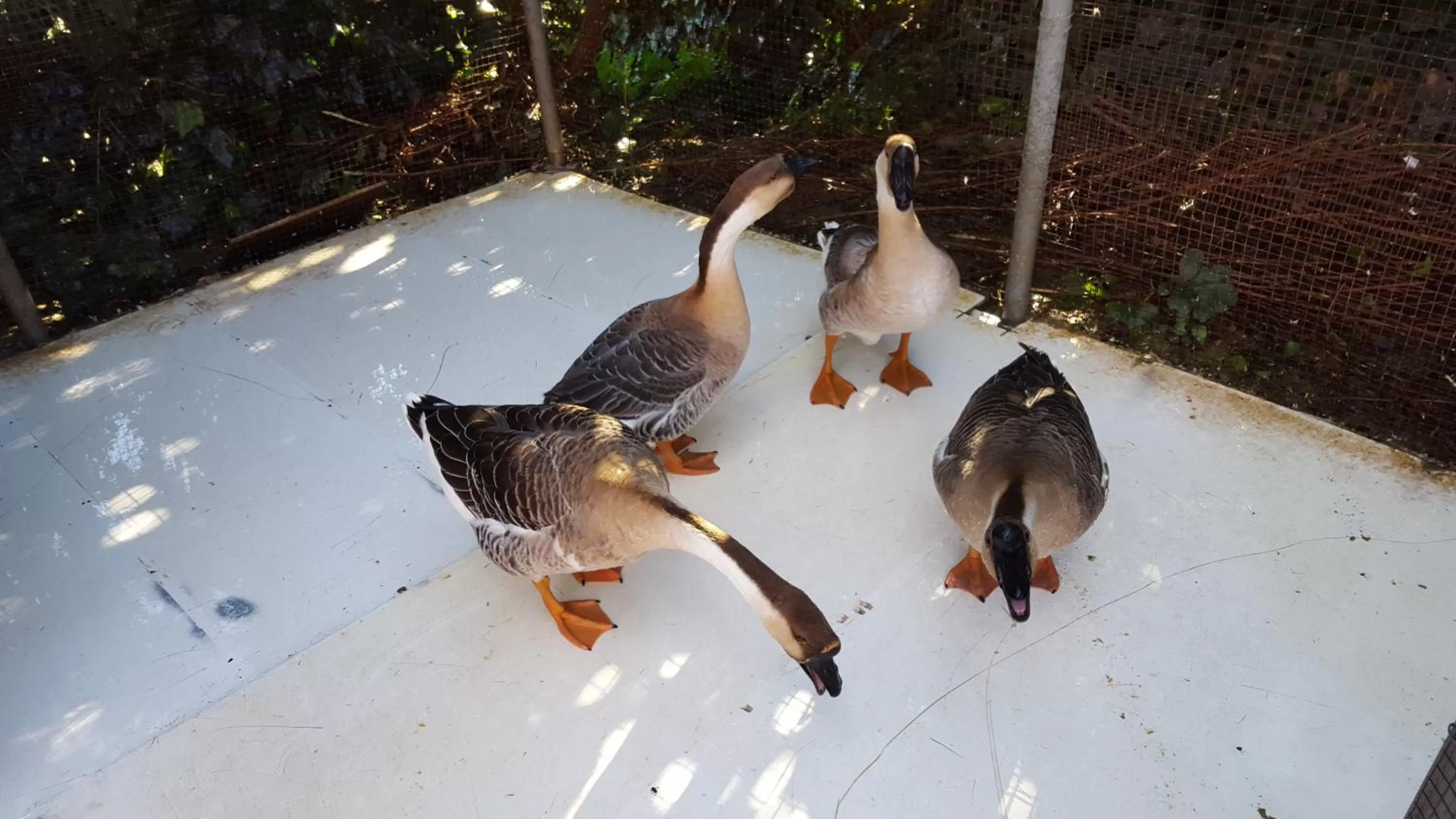 Pets in B&B da Pietro