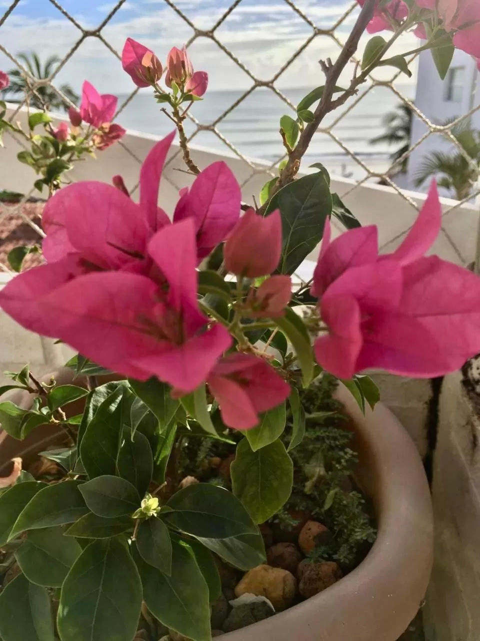 Garden in Pousada America do Sol