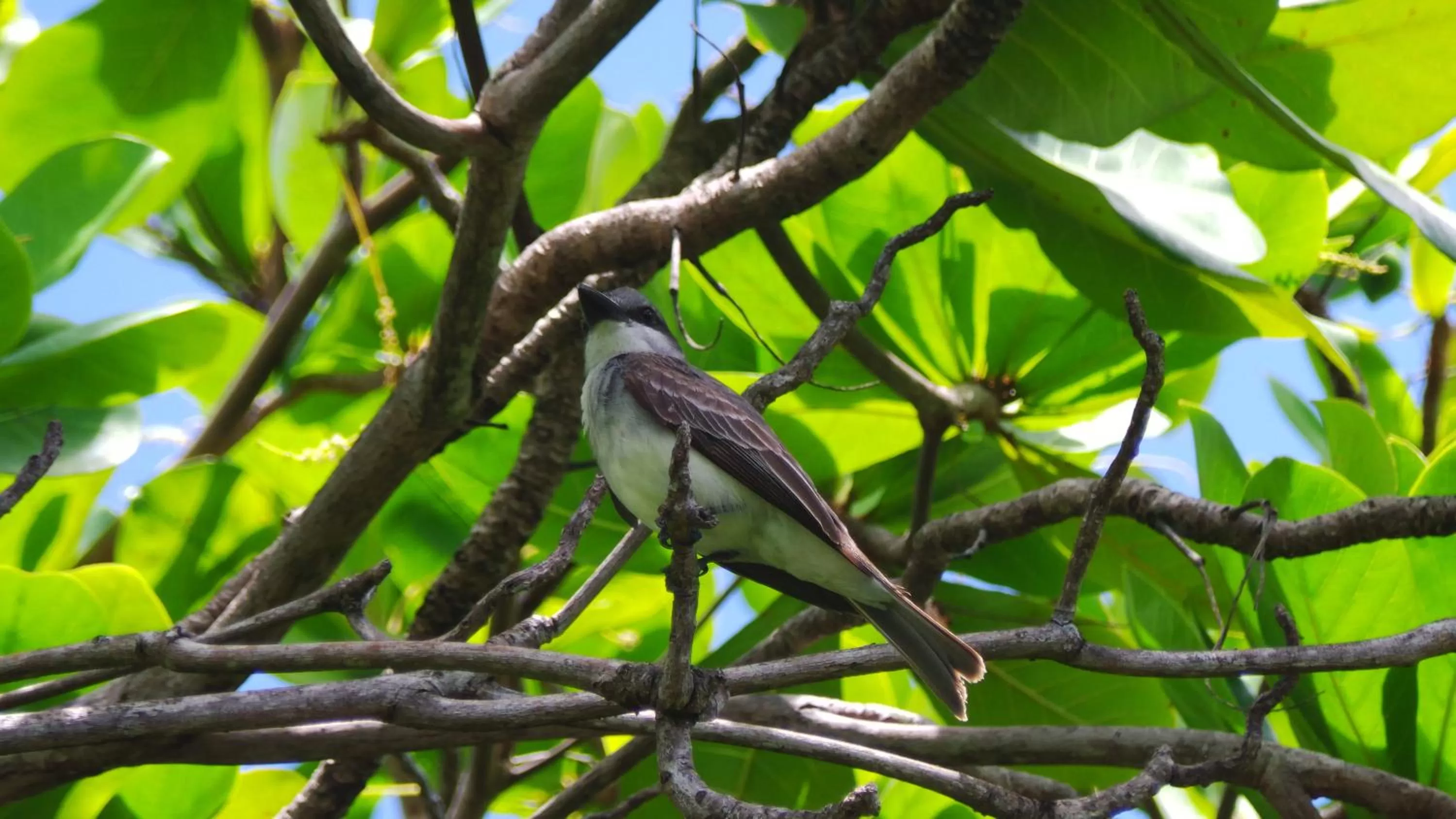 Garden in Blue Horizons Garden Resort