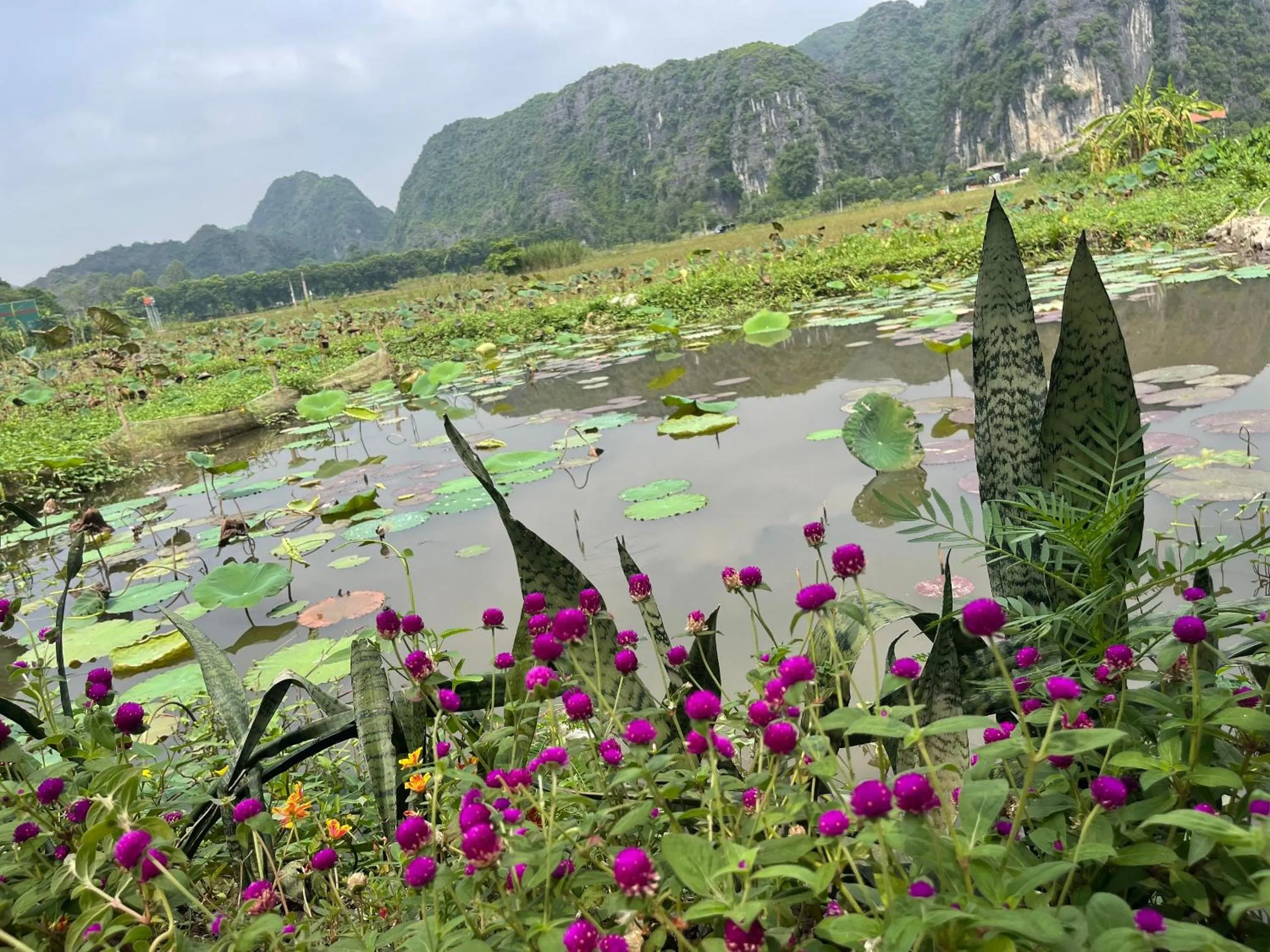 Tam Coc Mountain View Homestay