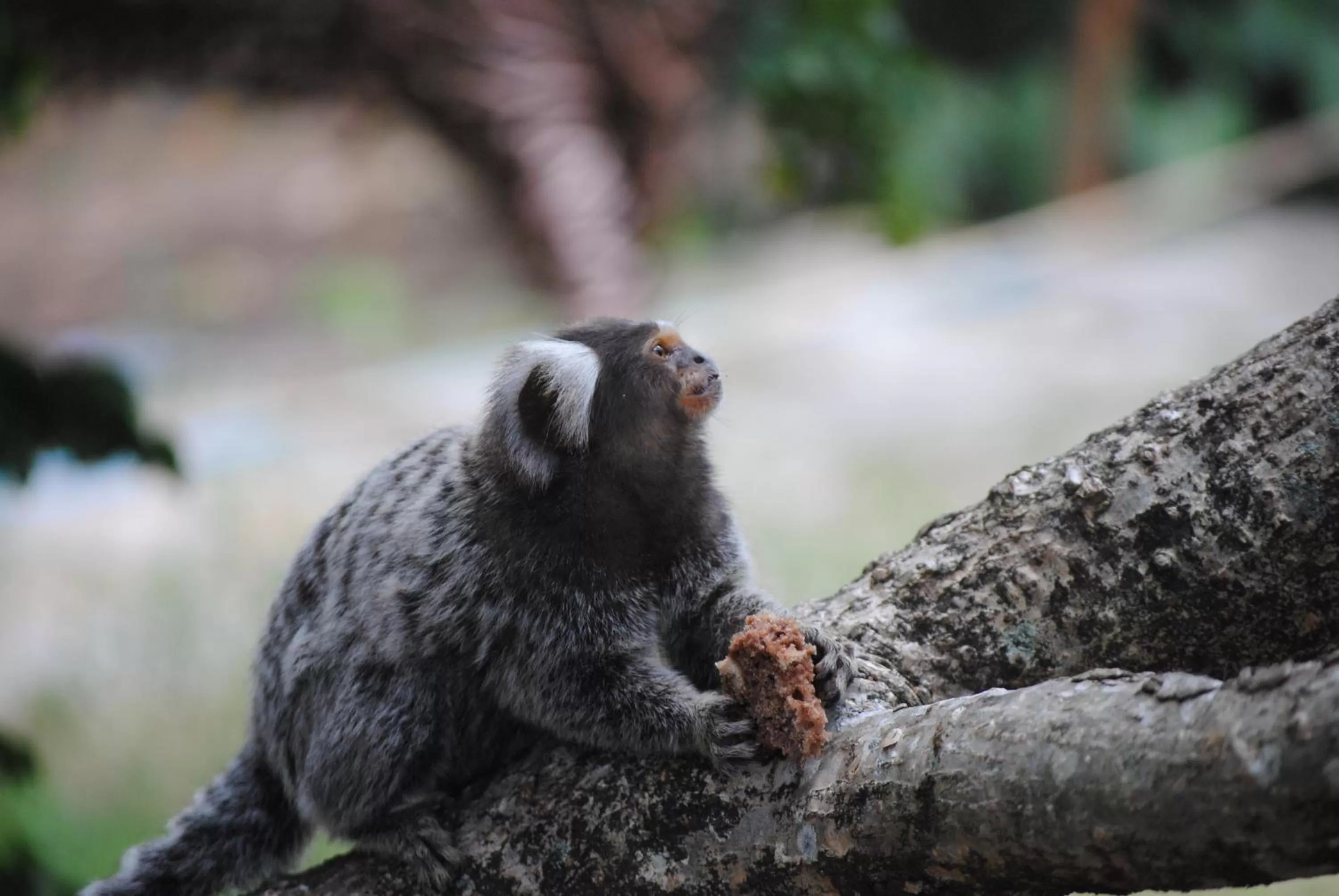 Animals in Chalet Suisse