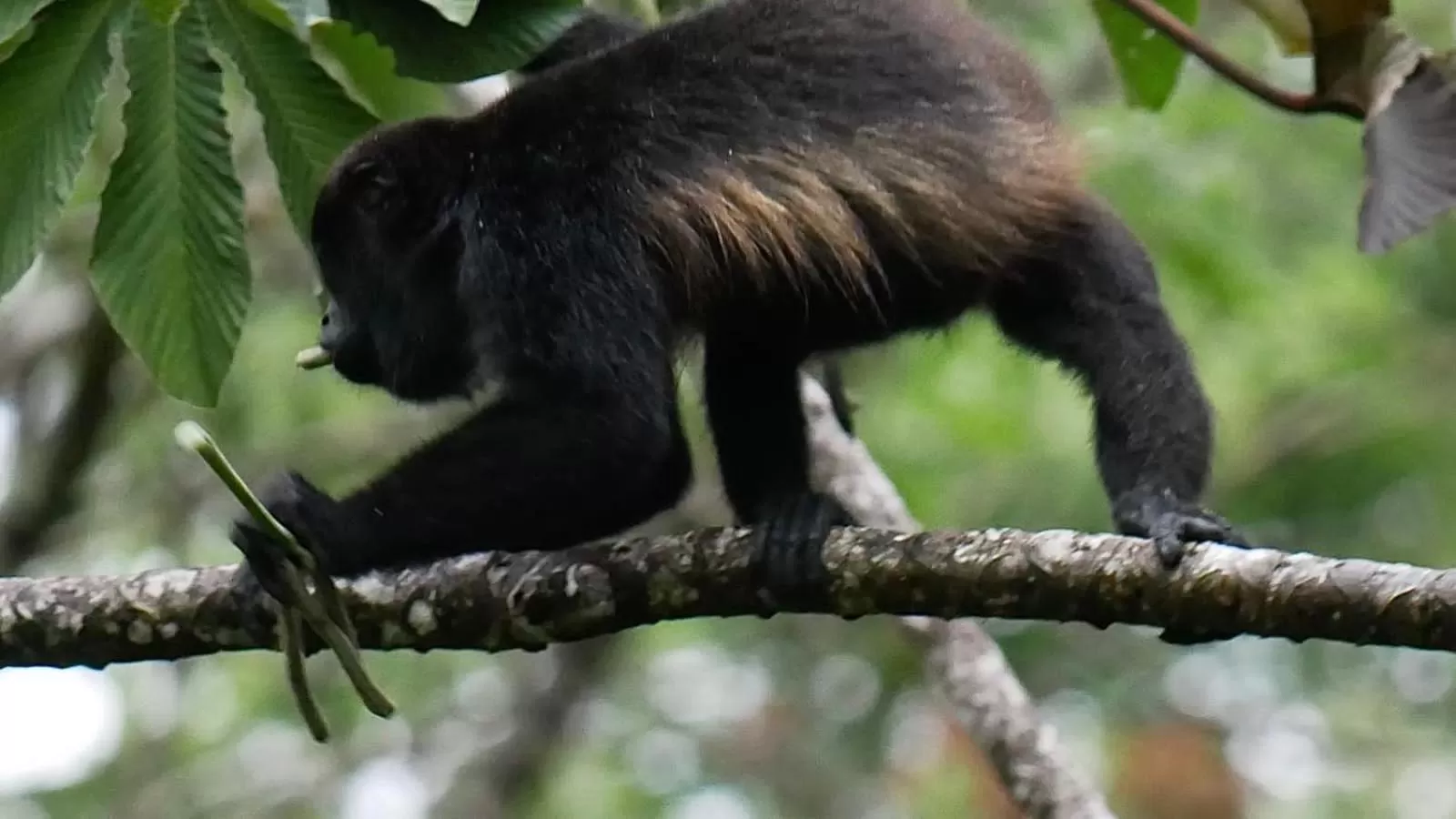 Animals, Other Animals in La Ceiba Tree Lodge