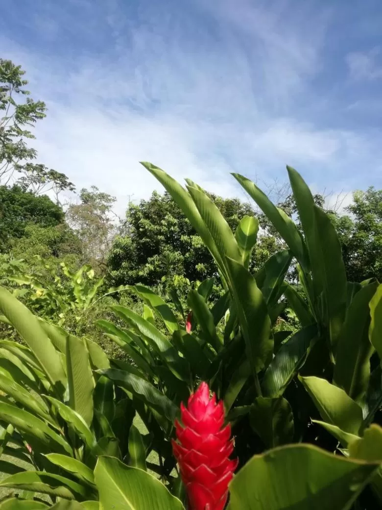 Garden in Casona Rústica & Bungalow