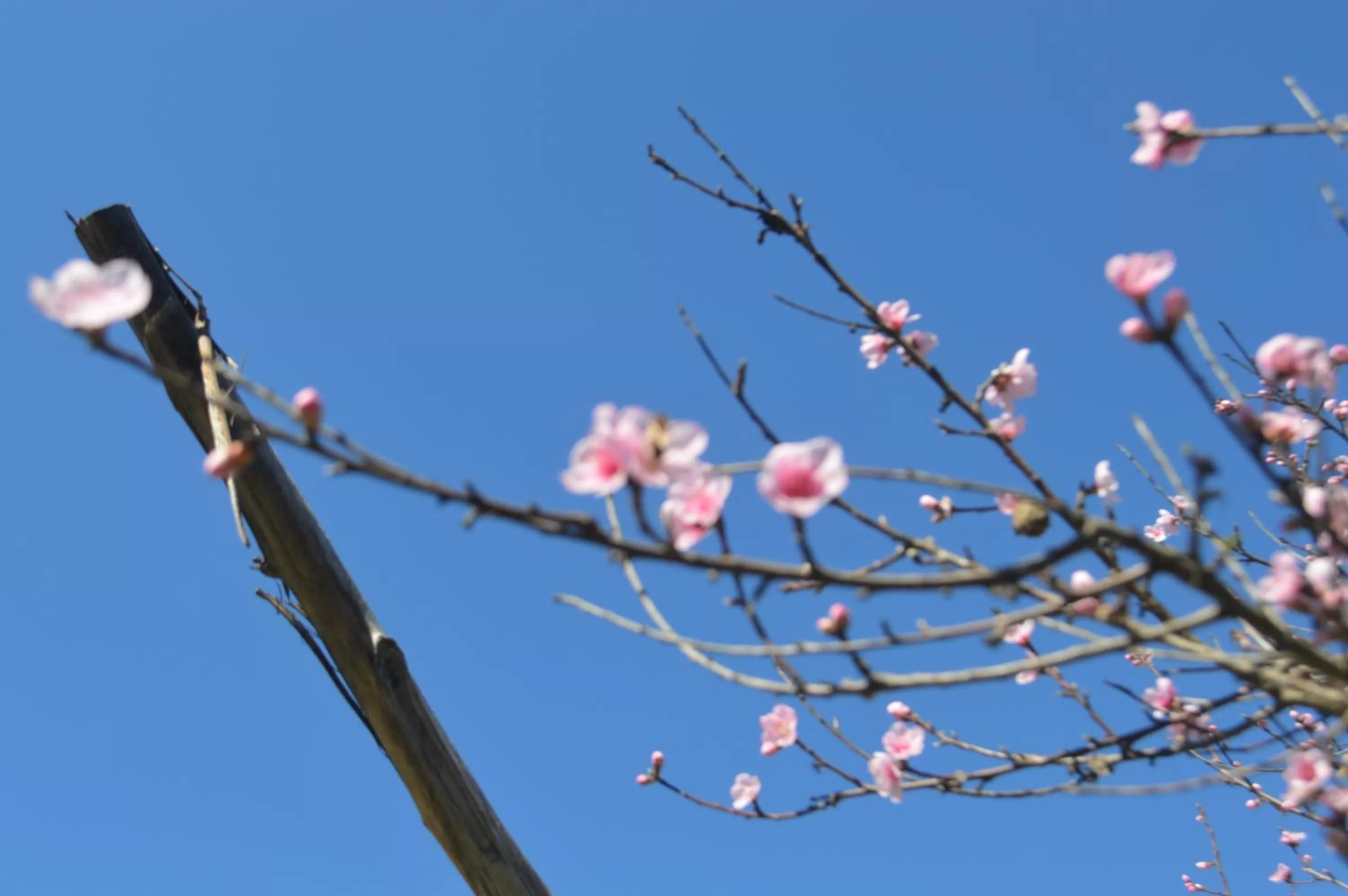 Other Animals in Coyunche Cabañas y Camping Laja & San Rosendo