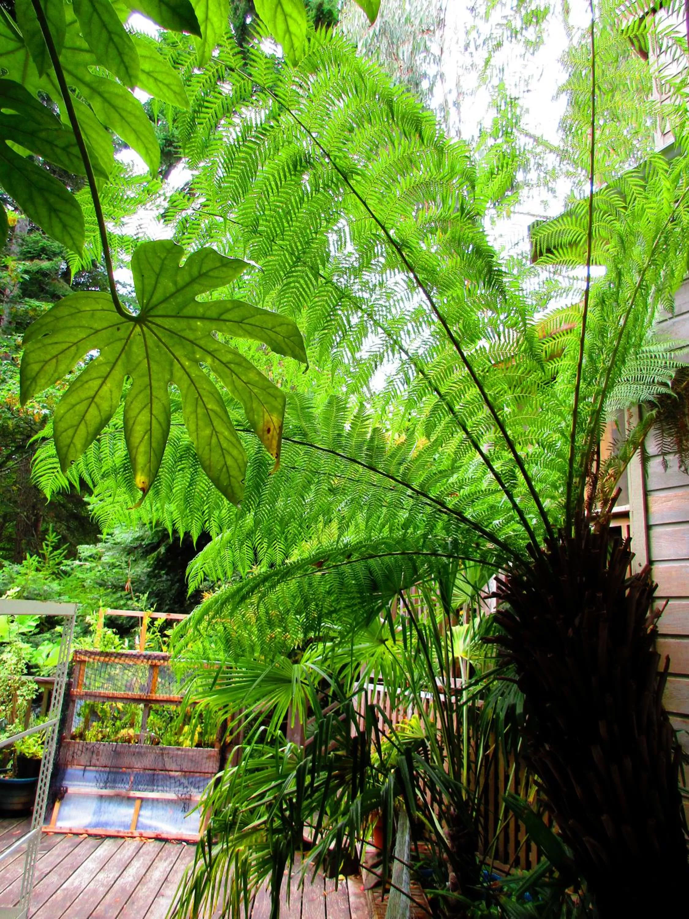 Patio in Magnolia Petal