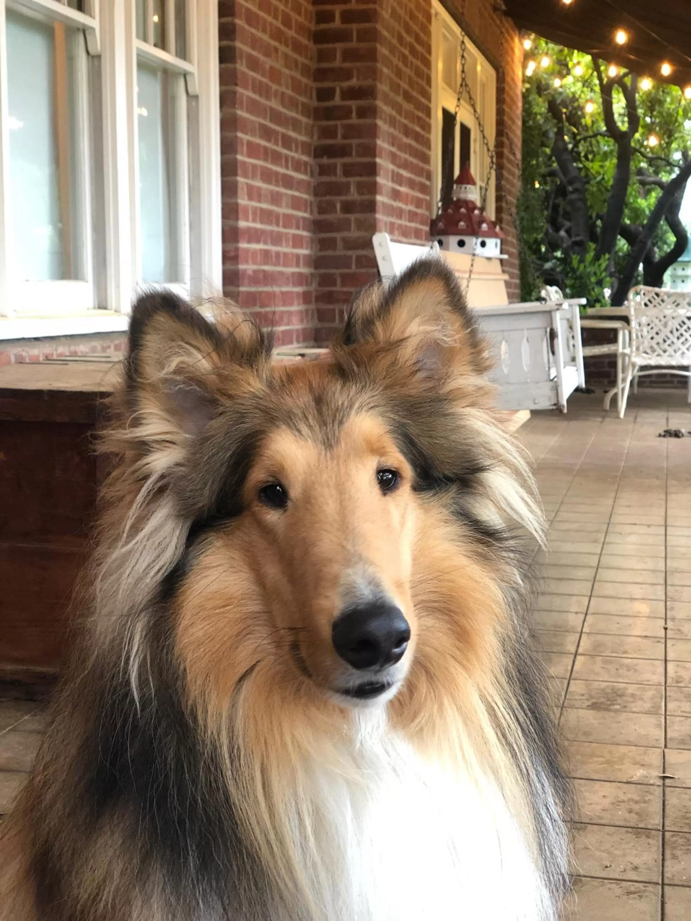 Animals in The Inn on Knowles Hill Bed & Breakfast Hotel