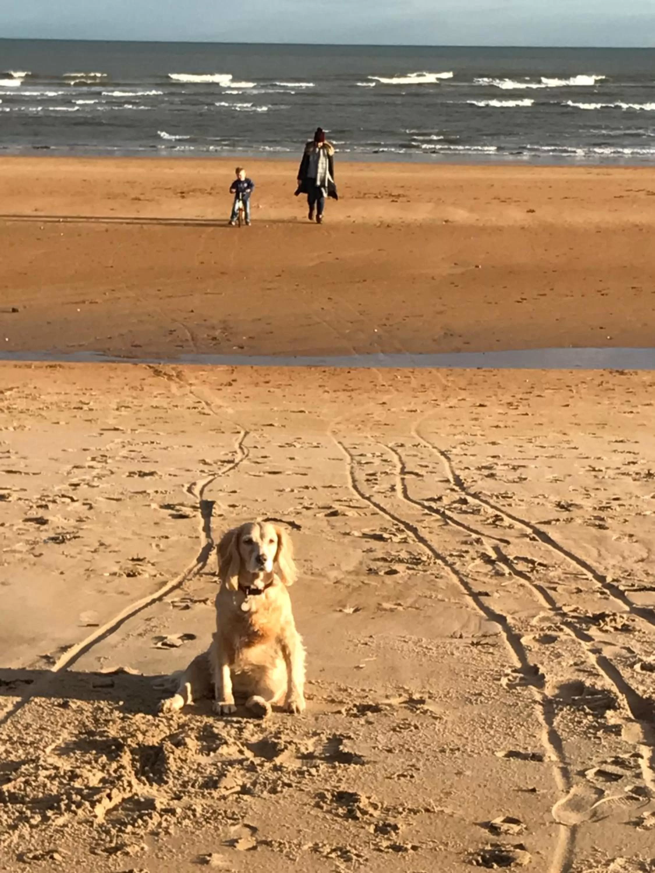 Day in No12 Bed and Breakfast, St Andrews