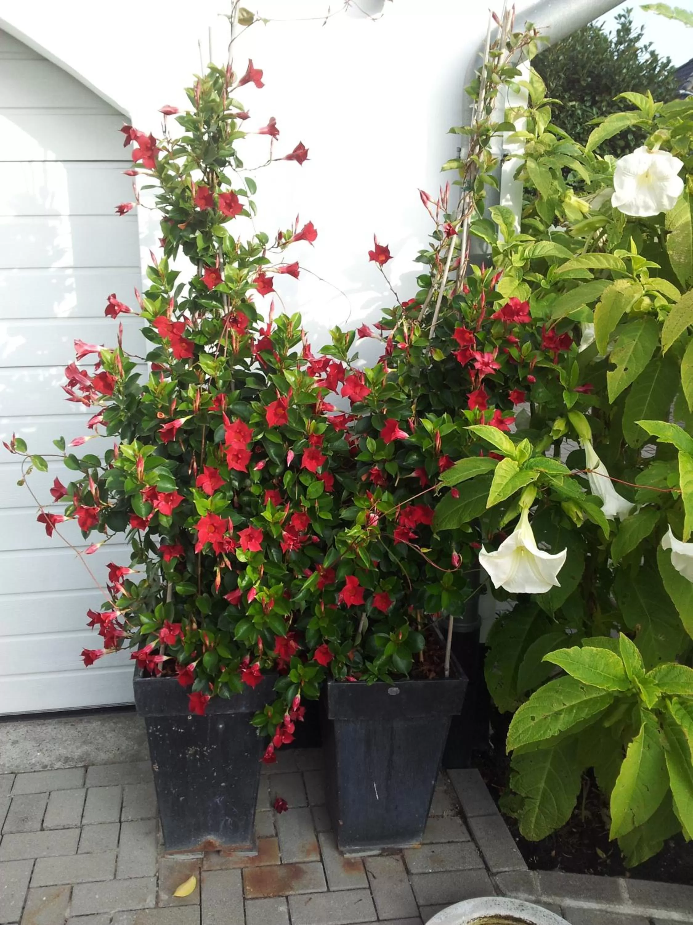 Summer in De Witte Molen Kranenburg