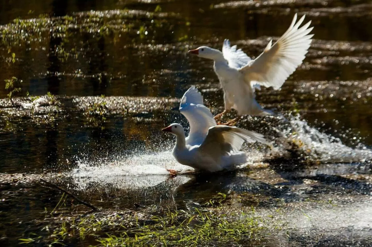 Other Animals in Bed and Breakfast Family Djukic