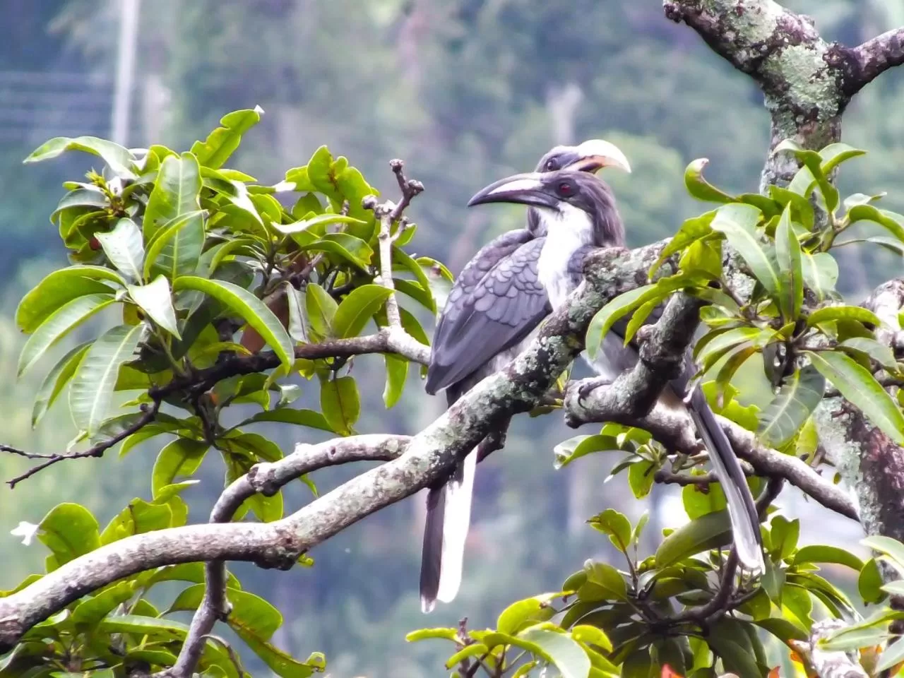 Natural landscape, Other Animals in Blue Ribbon Homestay