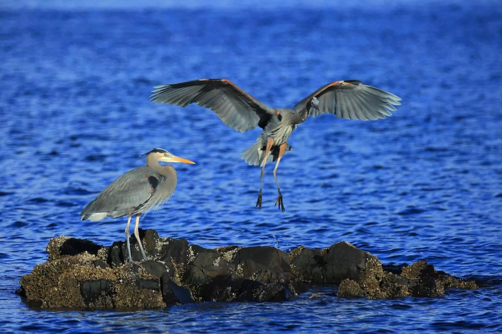 Animals in Glen Lyon Inn