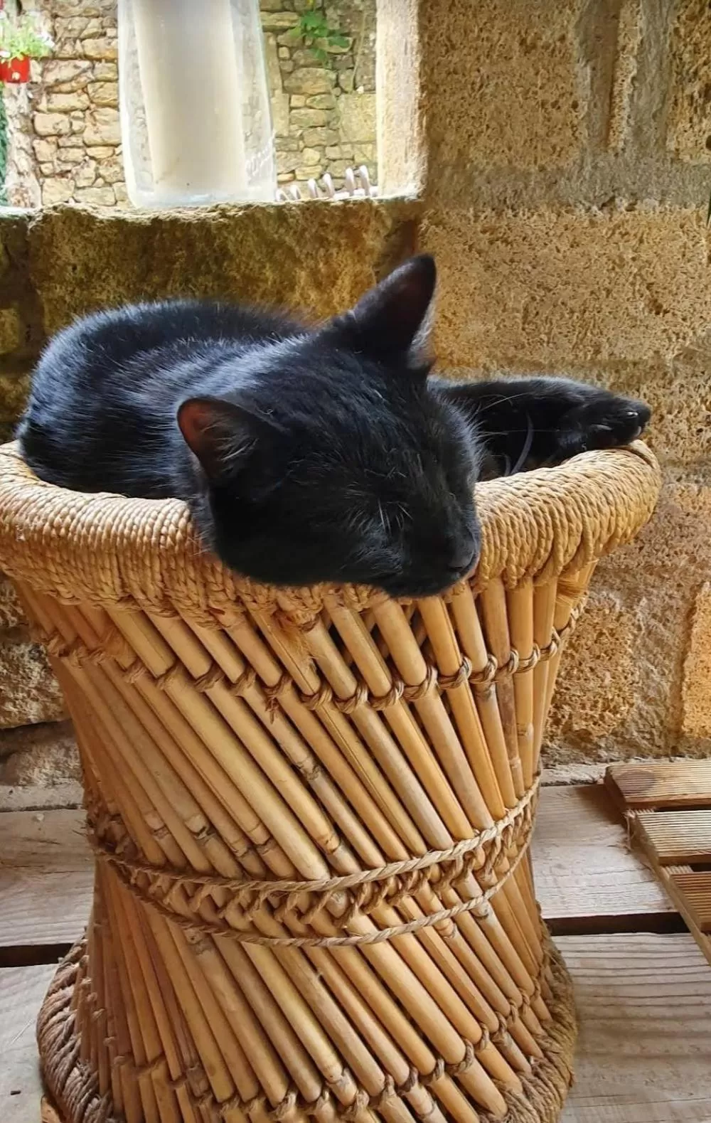 Other Animals in Aux berges du pont du gard