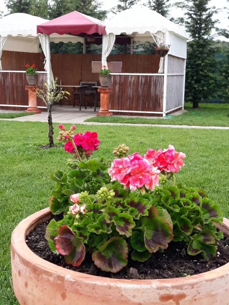 Patio, Garden in Drini Hotel