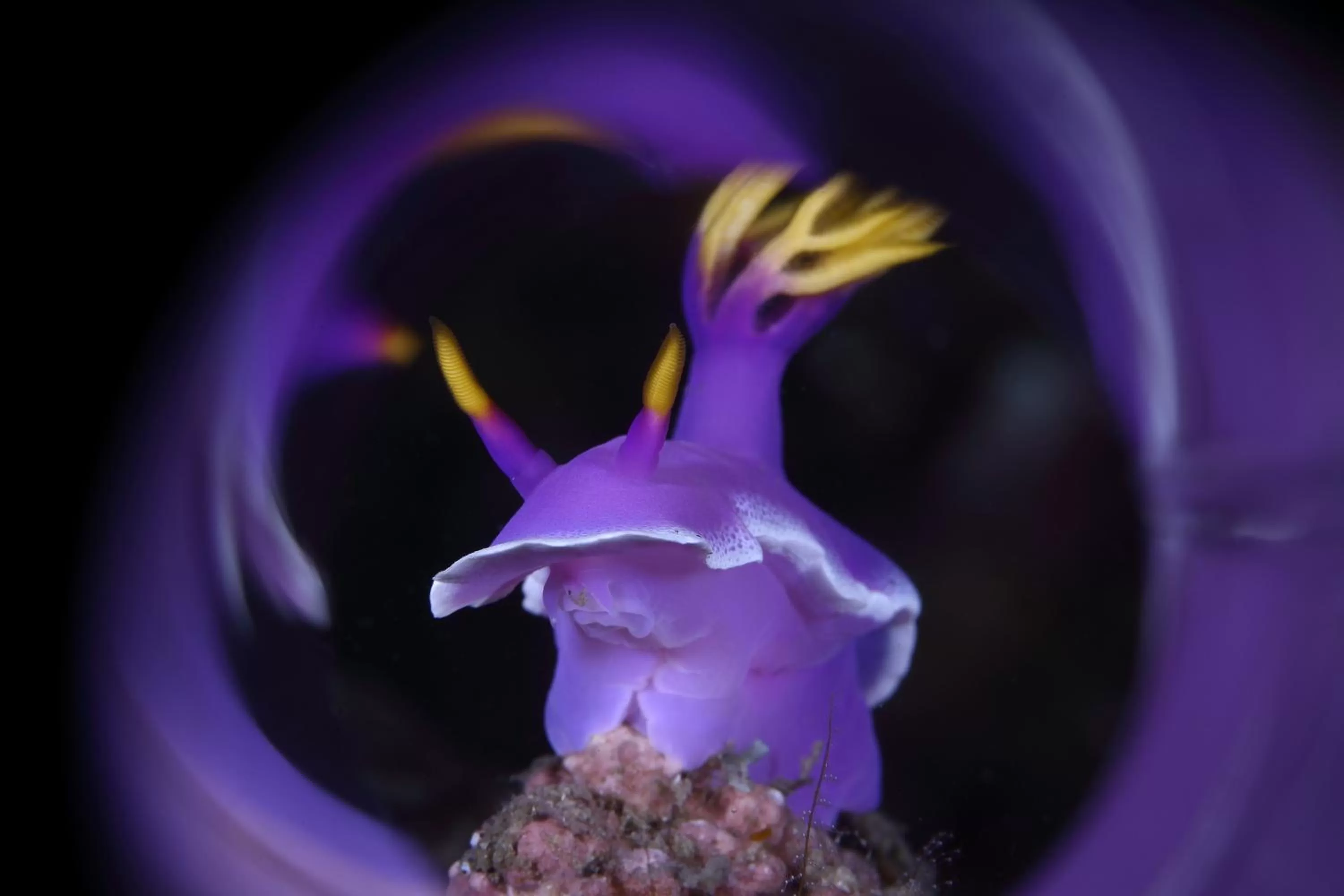 Activities in Mahi Mahi Dive Resort