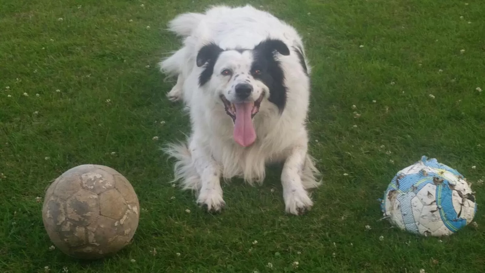 Garden, Pets in PURE WELLNESS SEA-VIEW Beluga & Dolphin Luxury HOTEL apartments